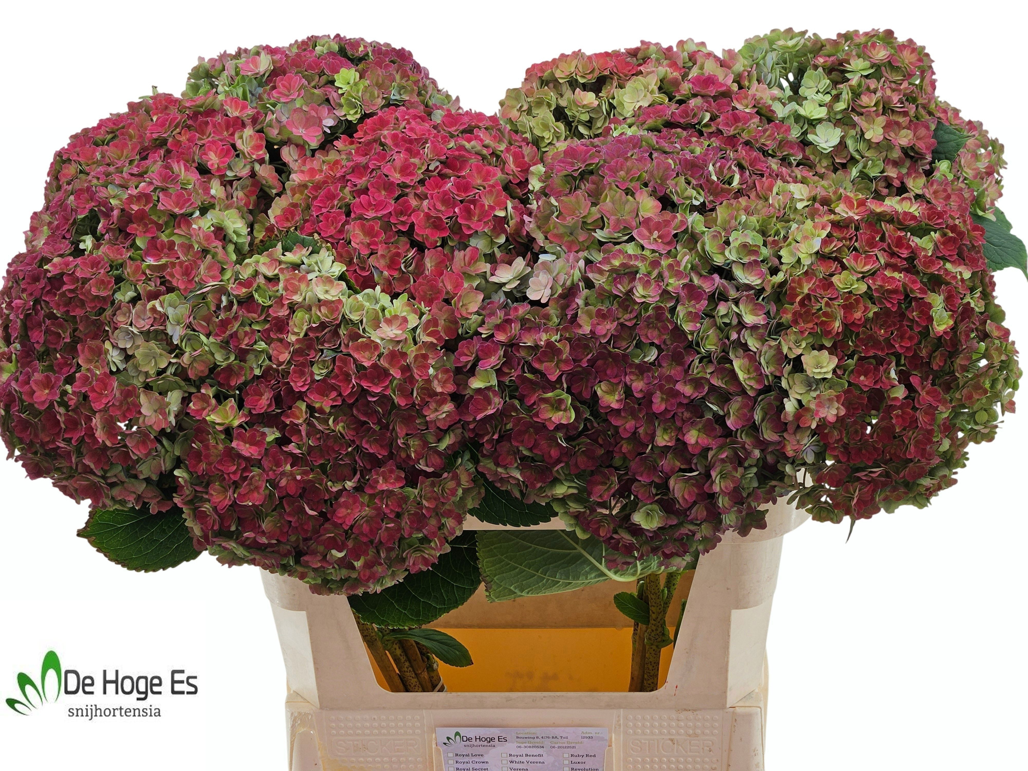 Гортензия Люксор Классик 80, шт.