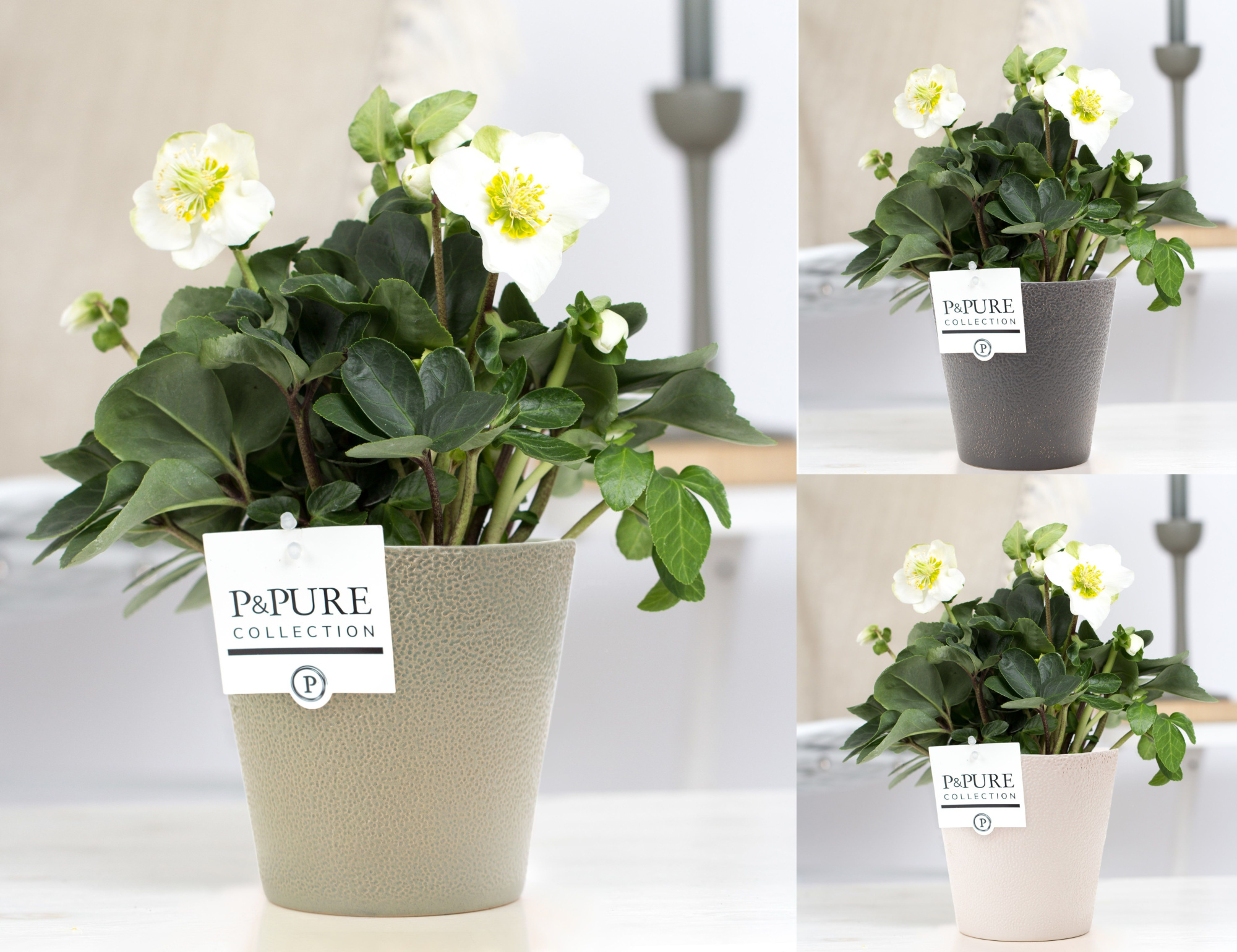 Helleborus n. Christmas Carol in Pure Ruby 3 ass. keramiek, D 12 cm