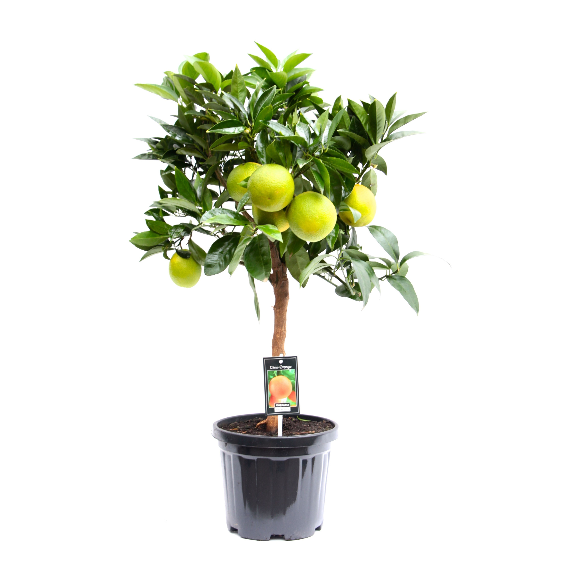 Citrus Orange, D 22 cm