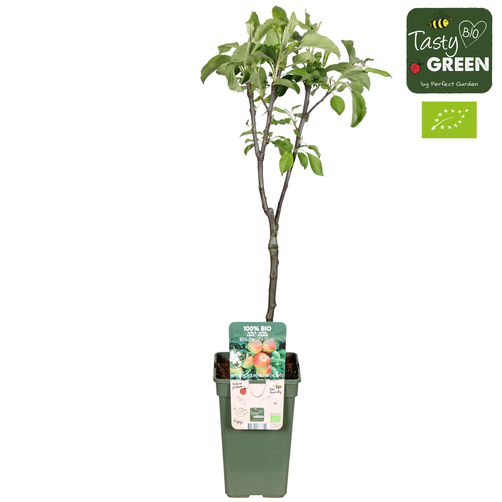 Malus domestica 'Elstar' Bio P19, D 19 cm