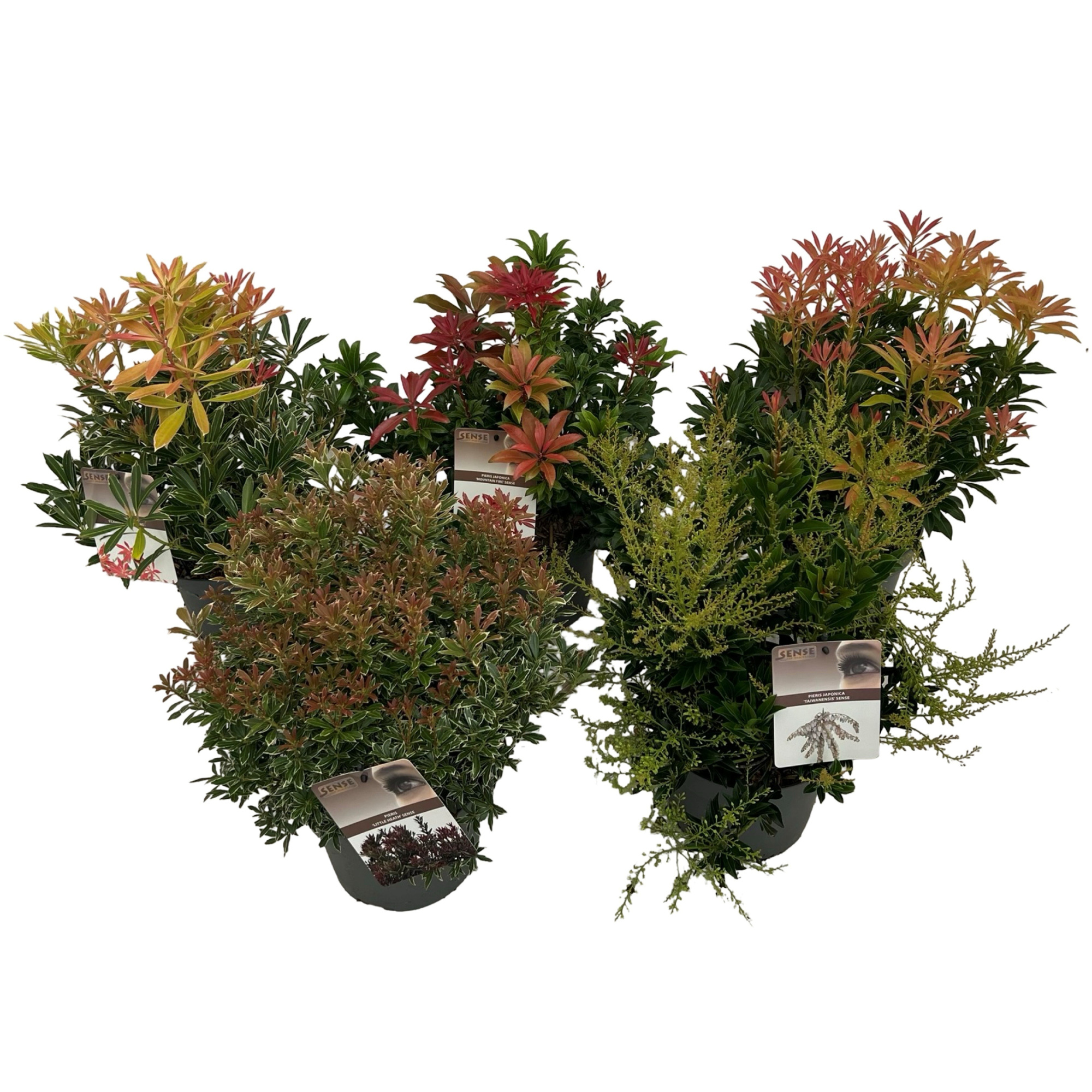 Pieris japonica mix P19, D 19 cm