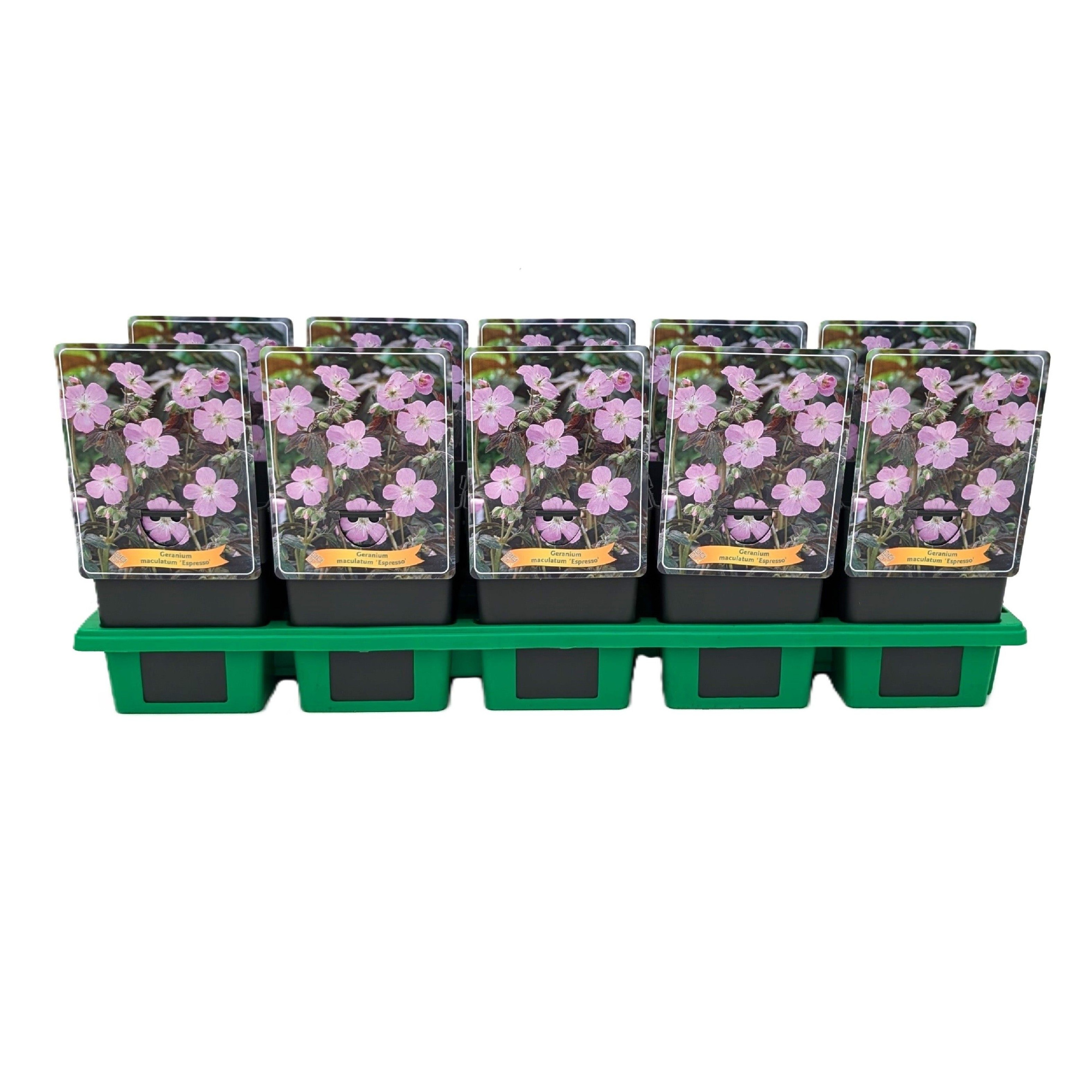 Geranium maculatum 'Espresso' P11, D 11