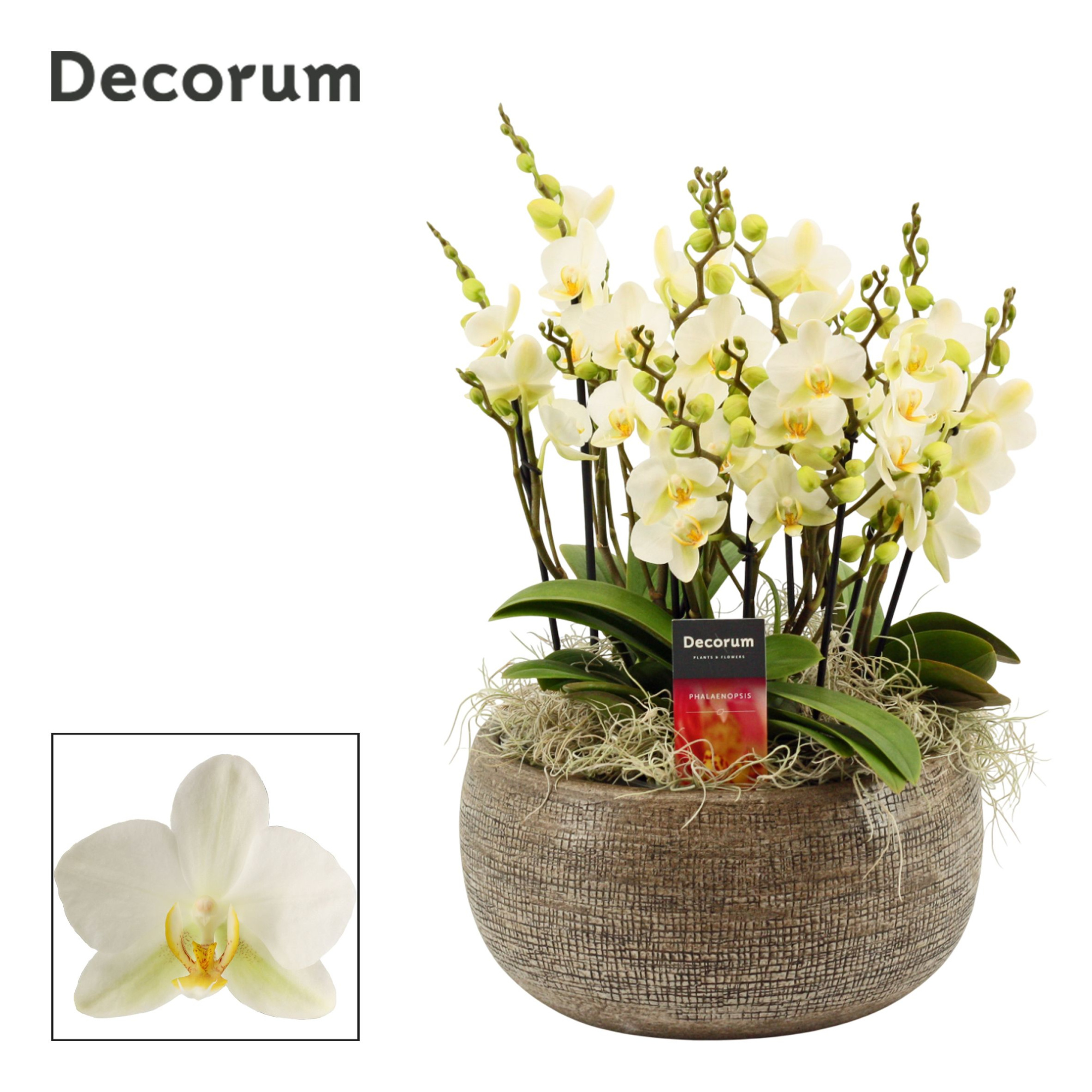 Bianca dazzling 9+ tak symphony Lausanne (Deco-collection), D 27