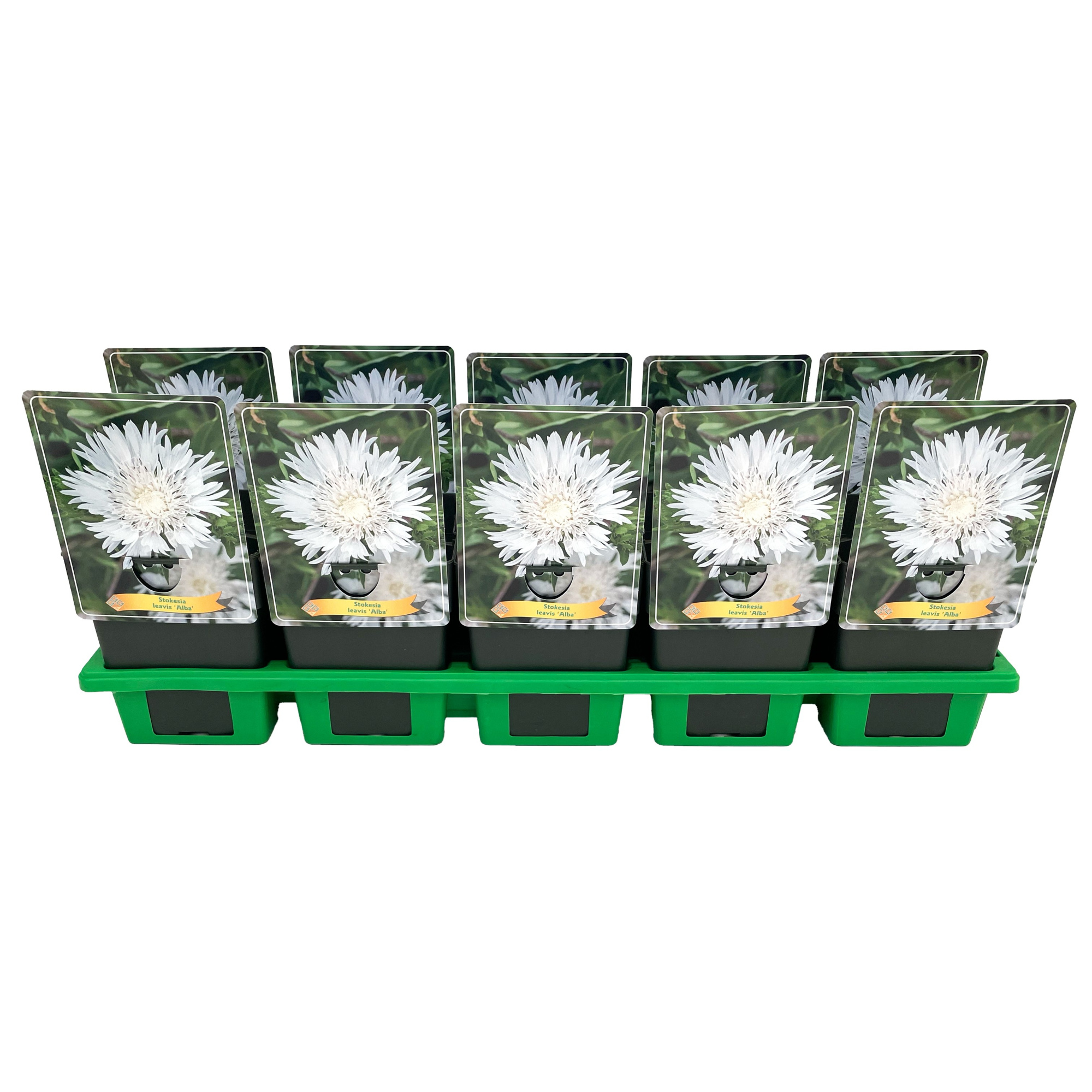 Stokesia 'Alba' P11, D 11