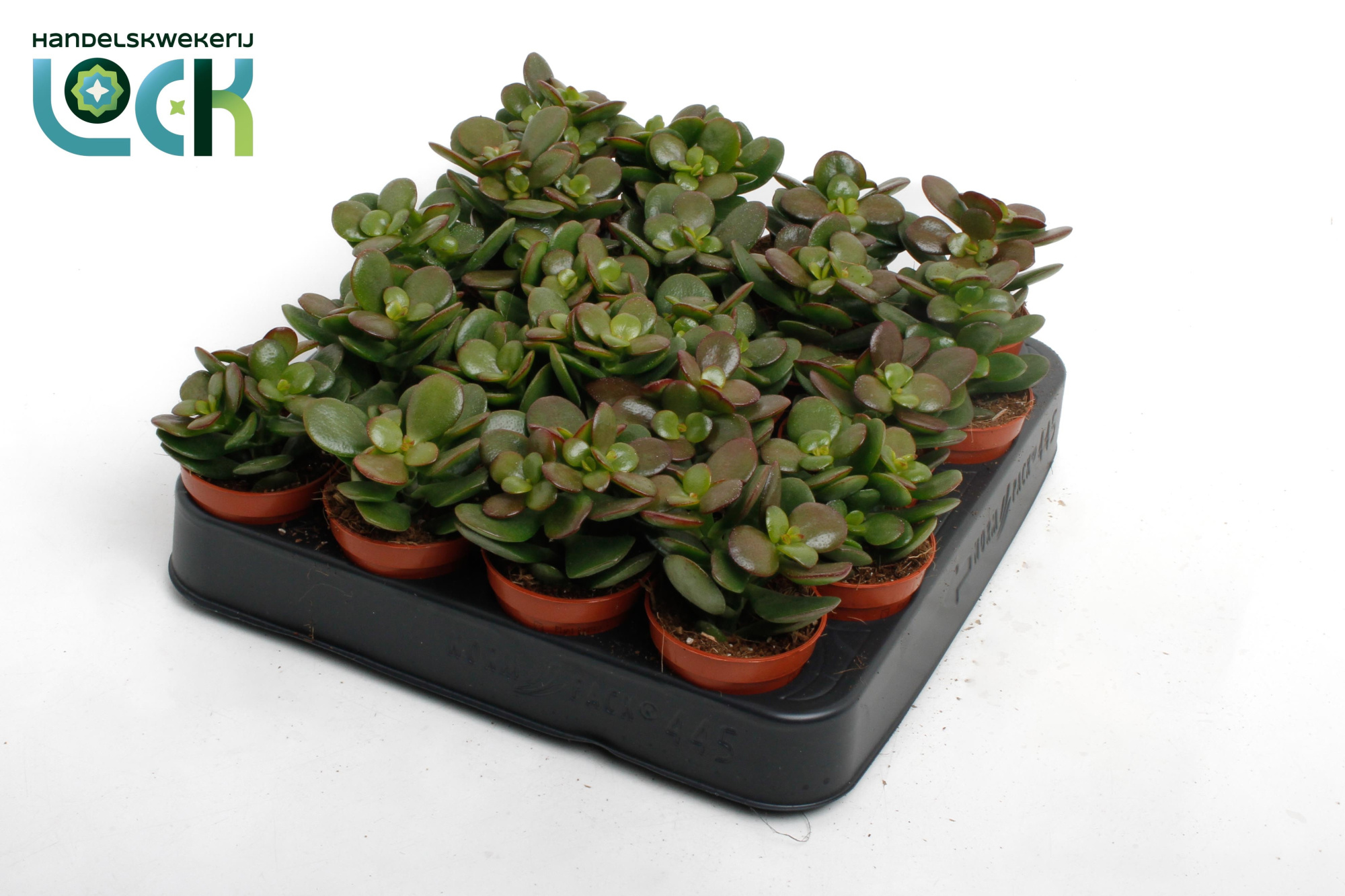 Crassula Minor, D 5,5