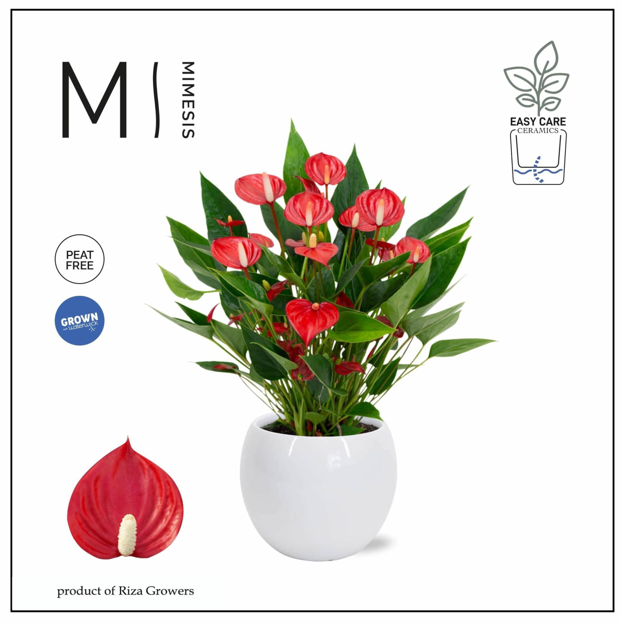 Mimesis Anthurium KARMA Million - Lisa White, D 12
