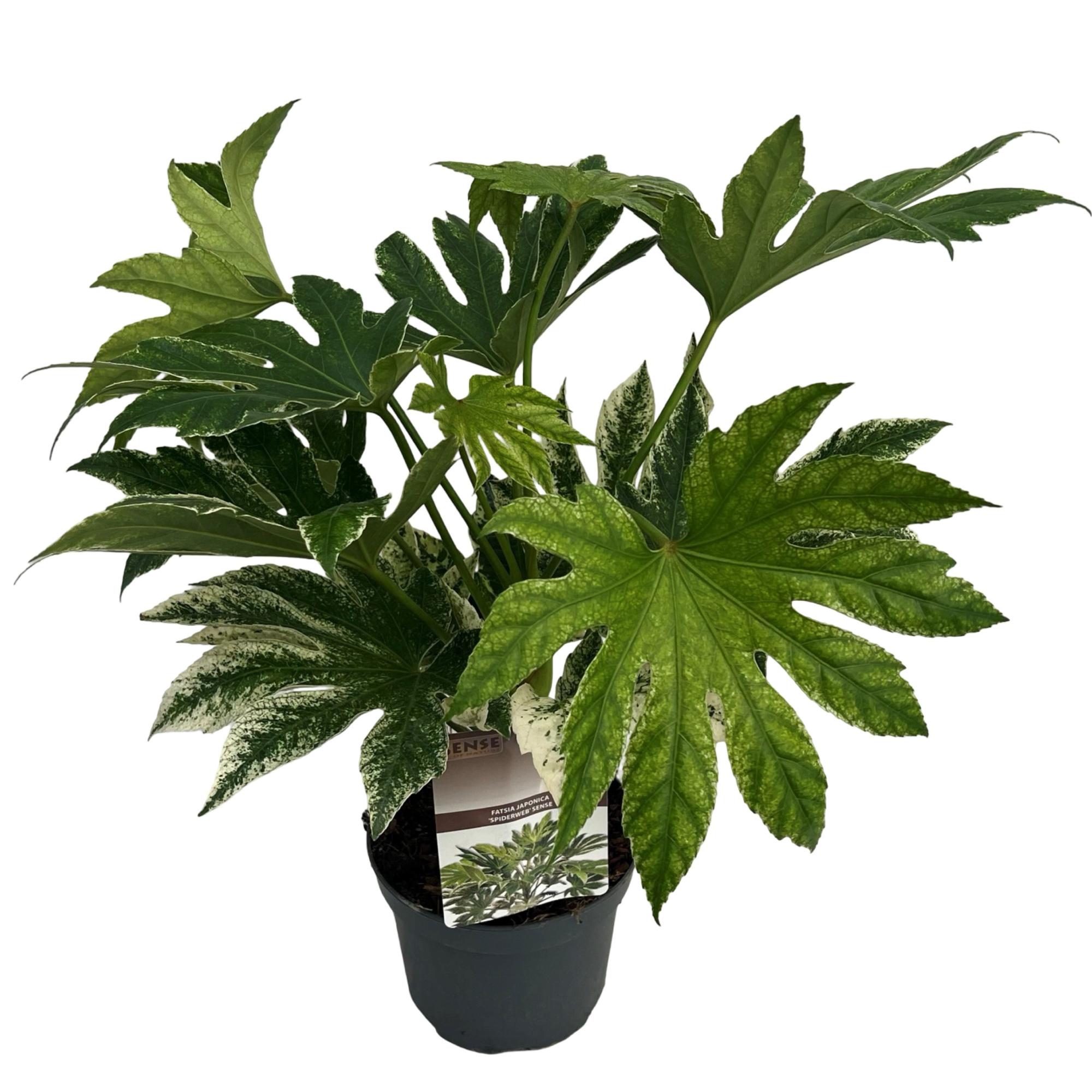 Fatsia jap. 'Spiderweb' sense, D 17 cm