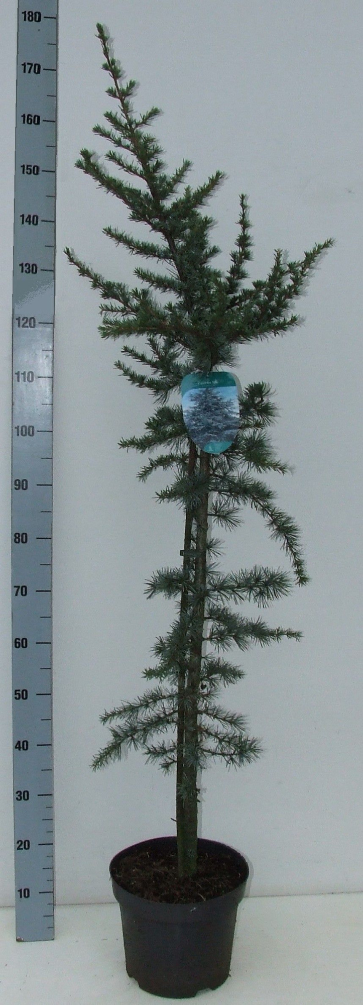 Cedrus libani 'Glauca' 160+ P26, D 26