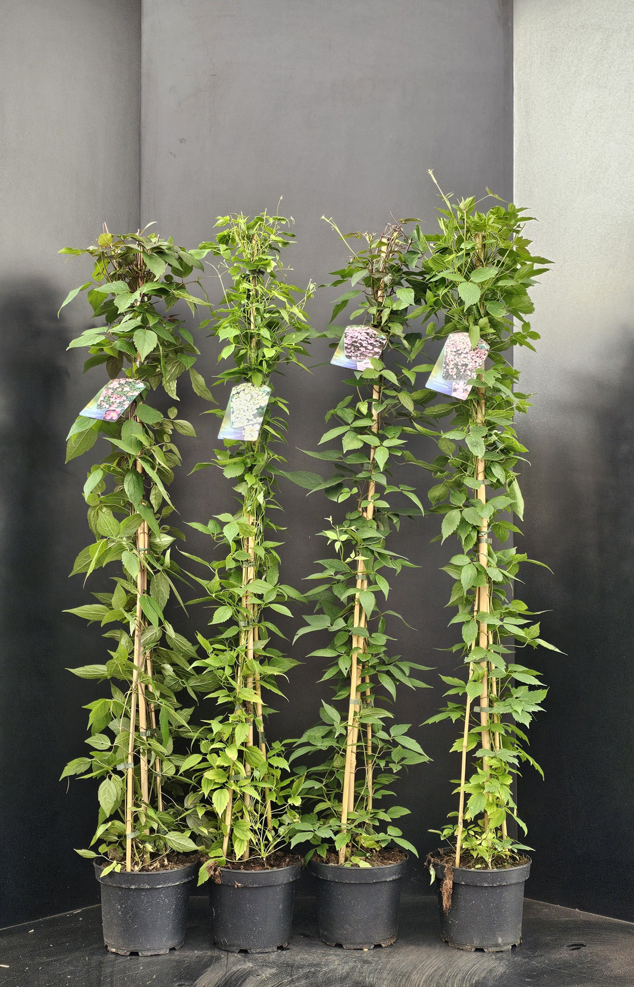 Clematis montana mix, D 23 cm