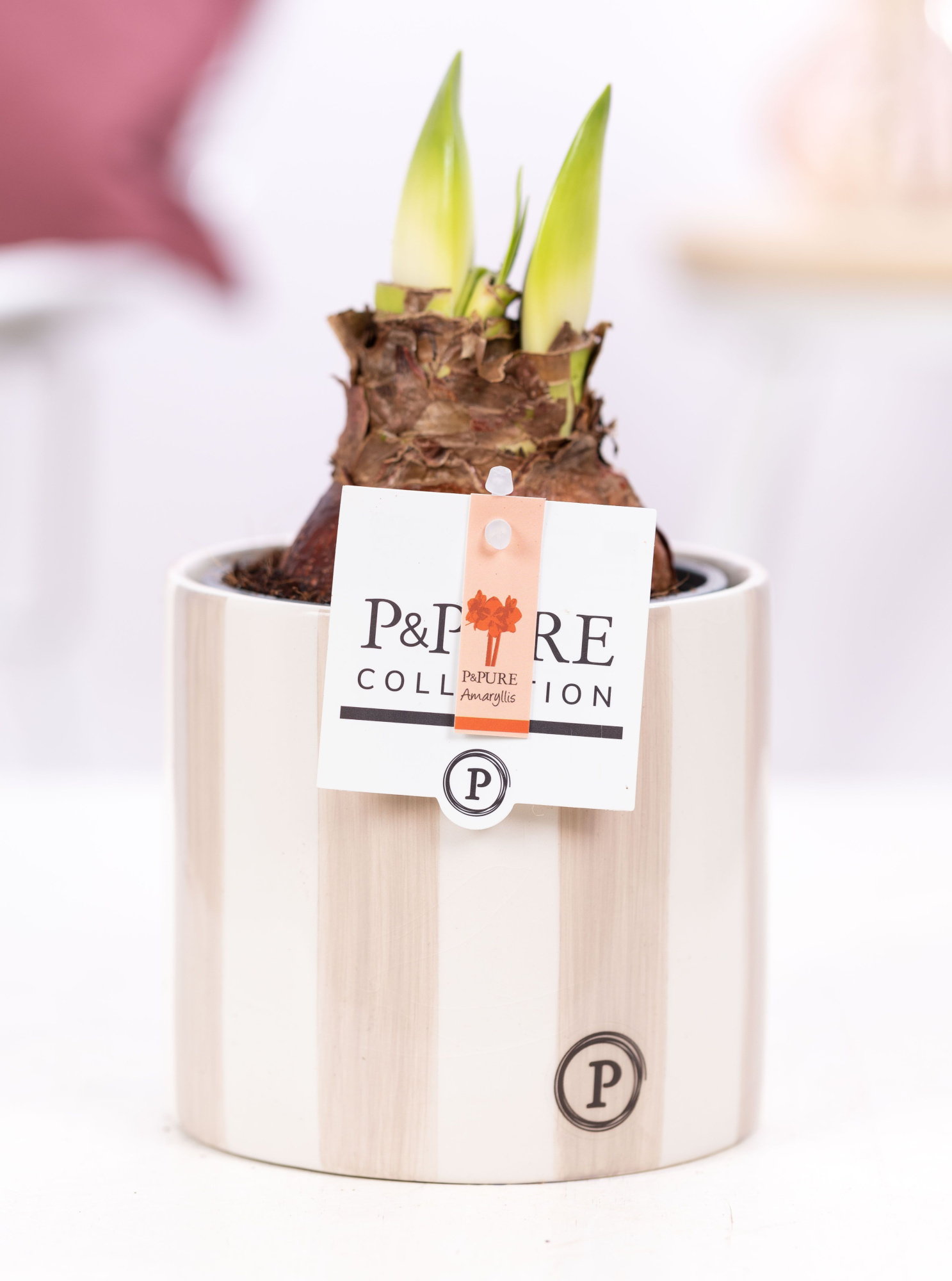 Hippeastrum red in P&PURE Eline 2 ceramics grey, D 12 cm