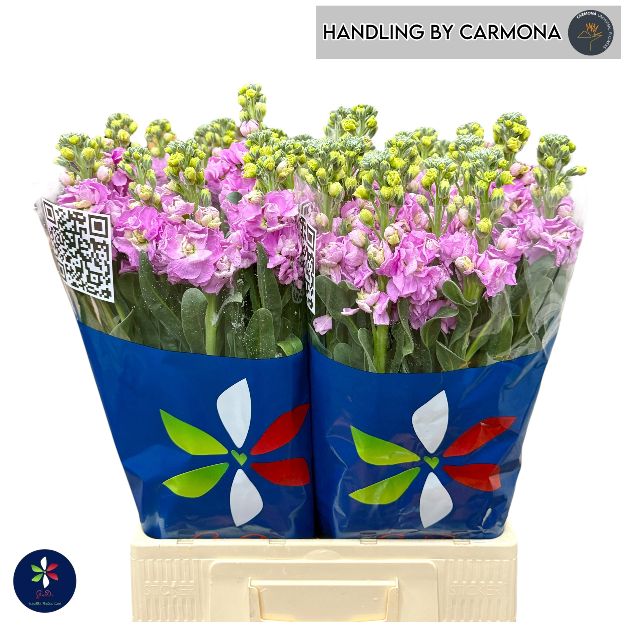 Маттиола од. Айрон Пинк 70, шт.