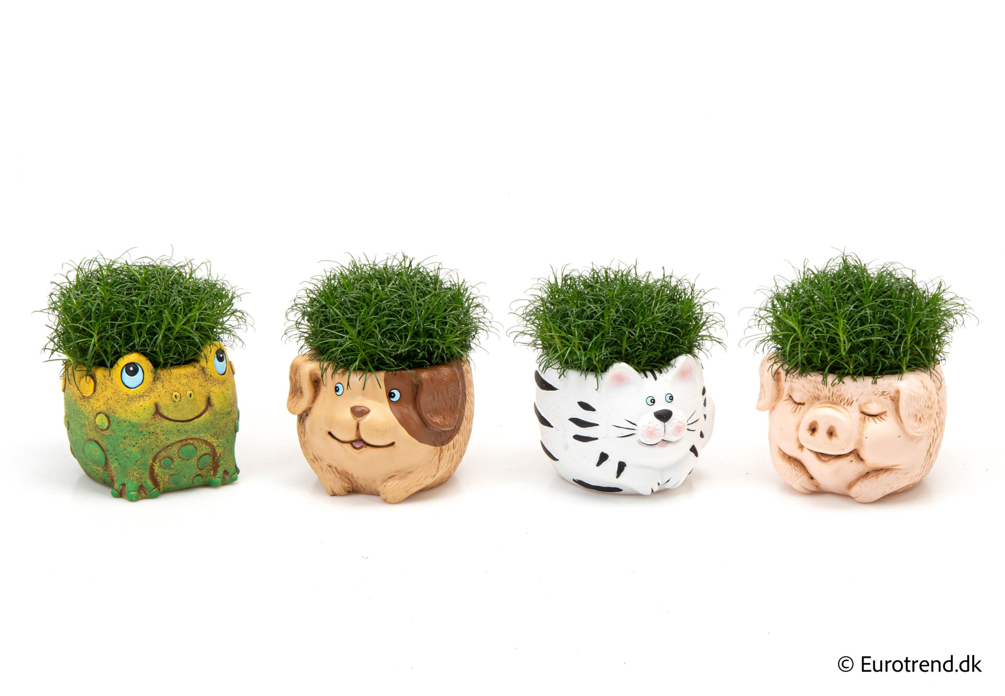 Sagina in ceramic cat - Spring, Summer & Autumn 2025, D 6 cm