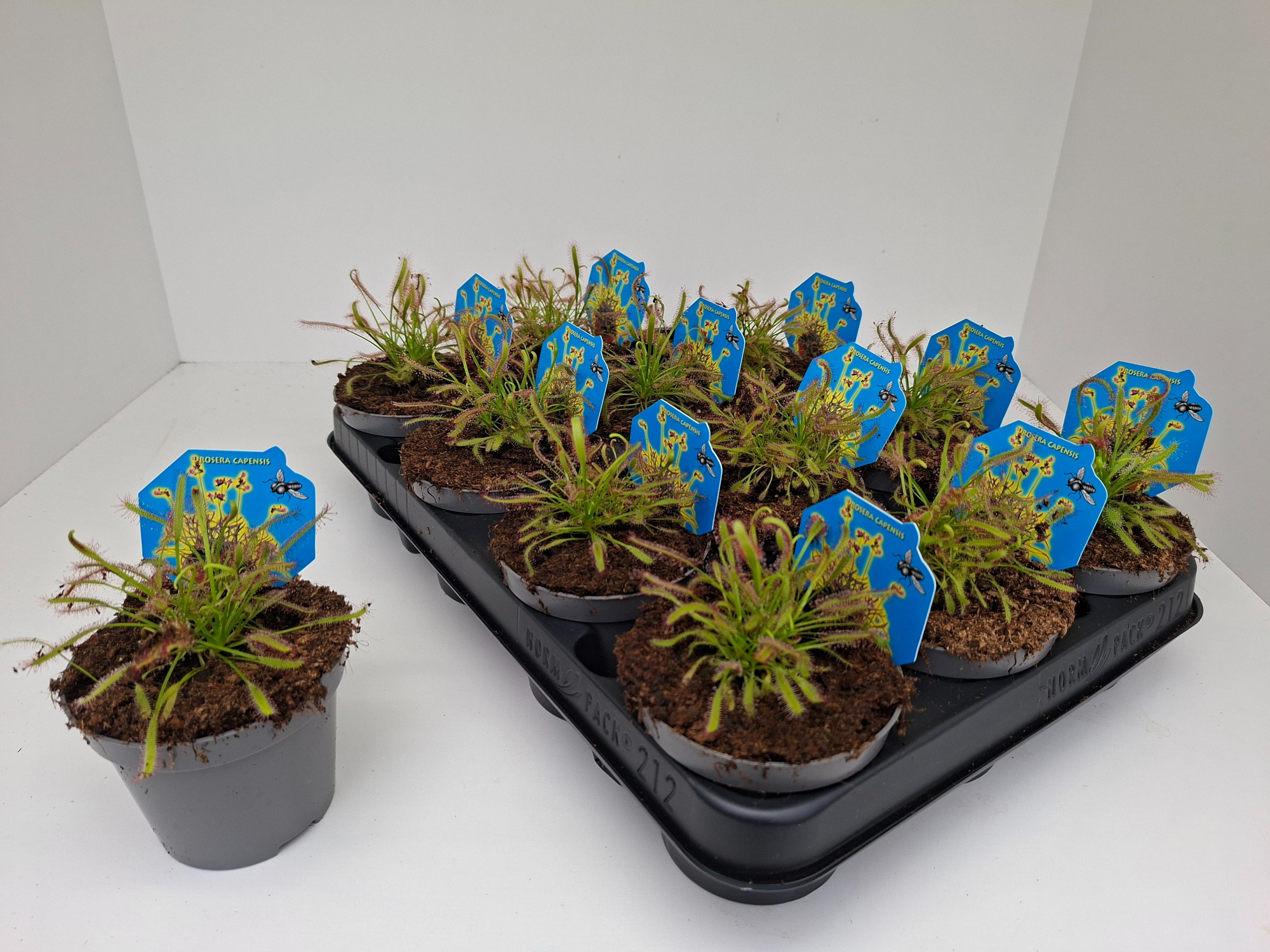 Drosera Capensis, D 9