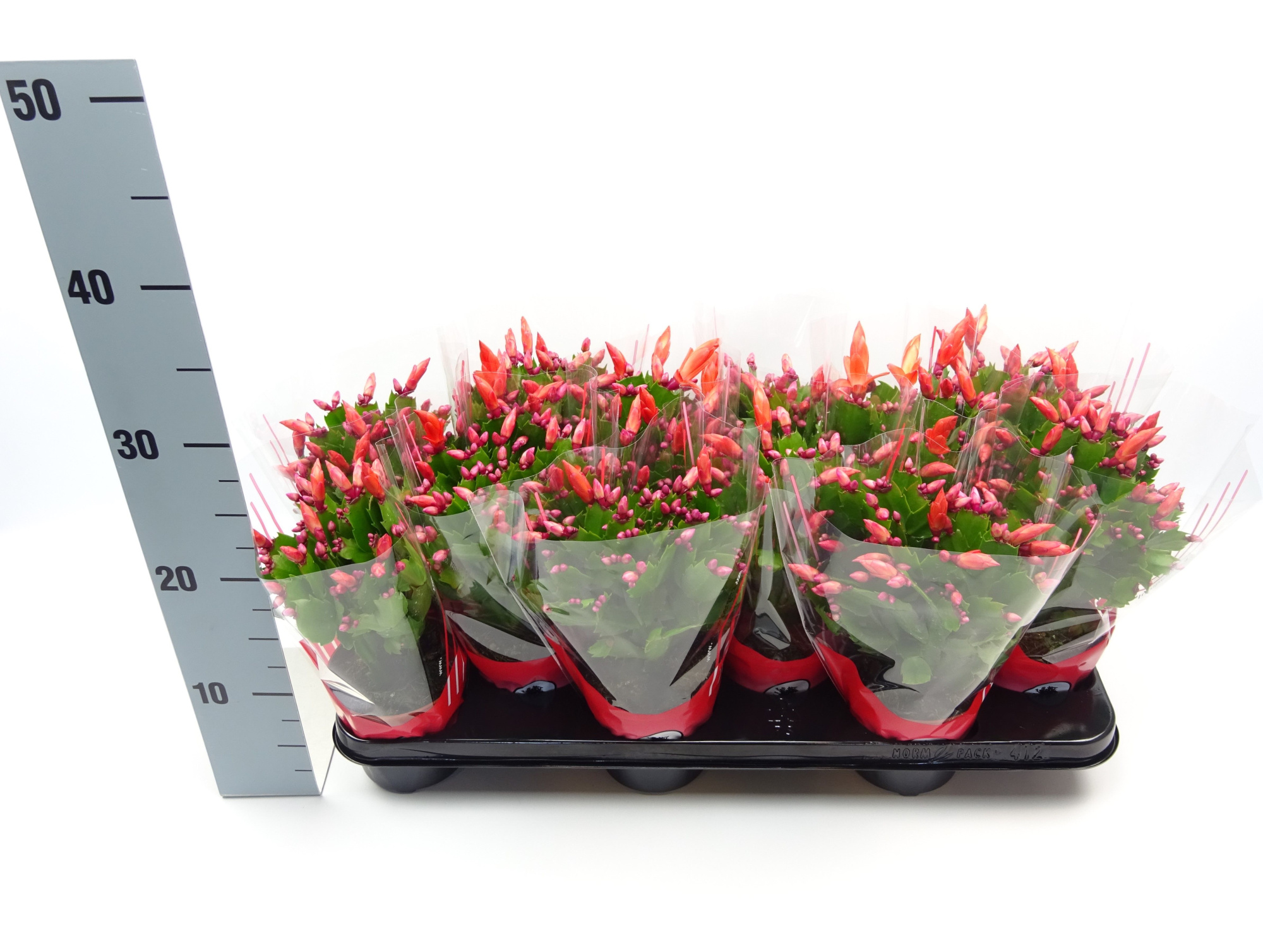 Schlumbergera 10.5 cm ROOD, D 10,5 cm