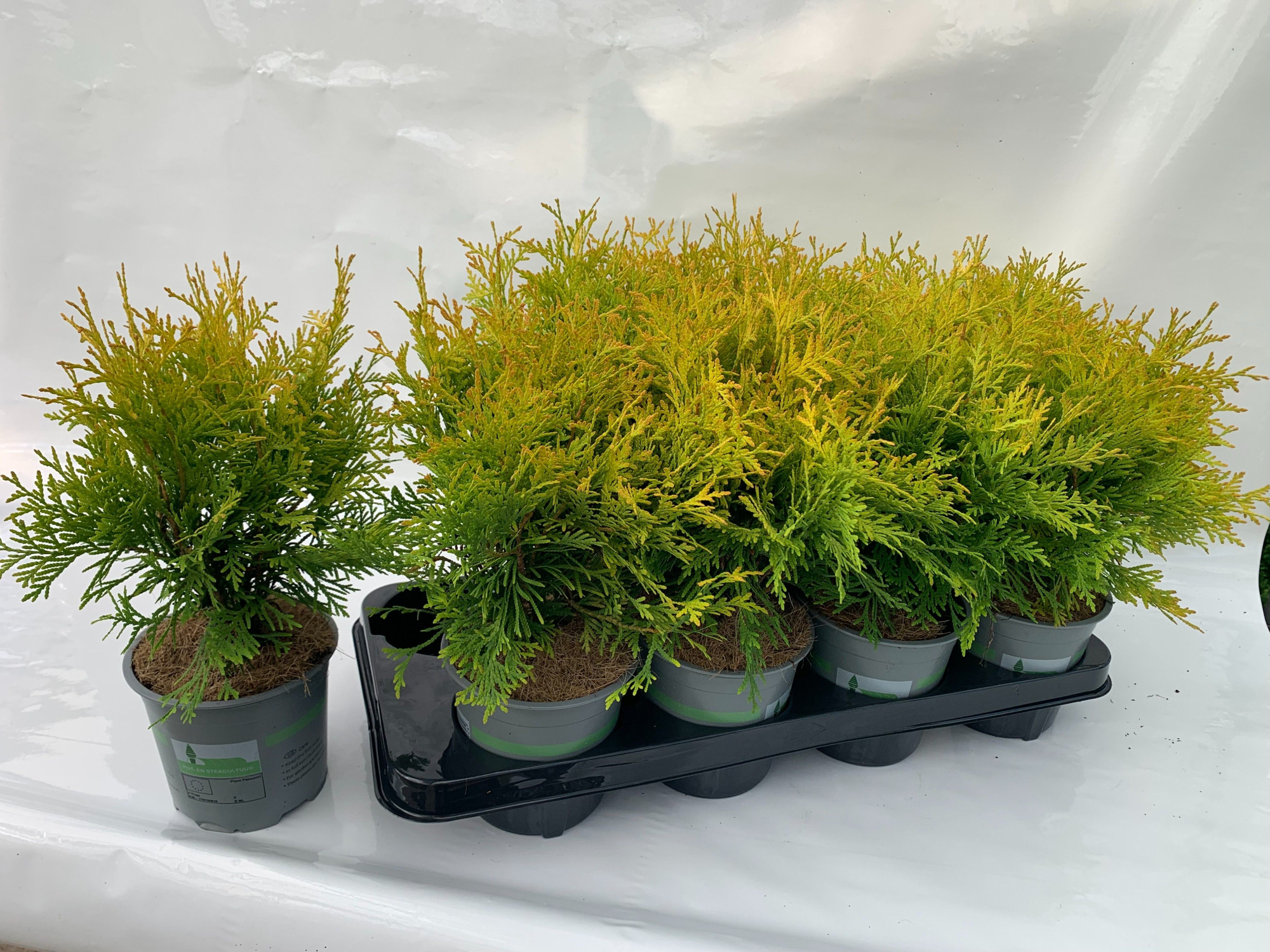 THUJA OCCIDENTALIS GOLDEN GLOBE, D 13 cm