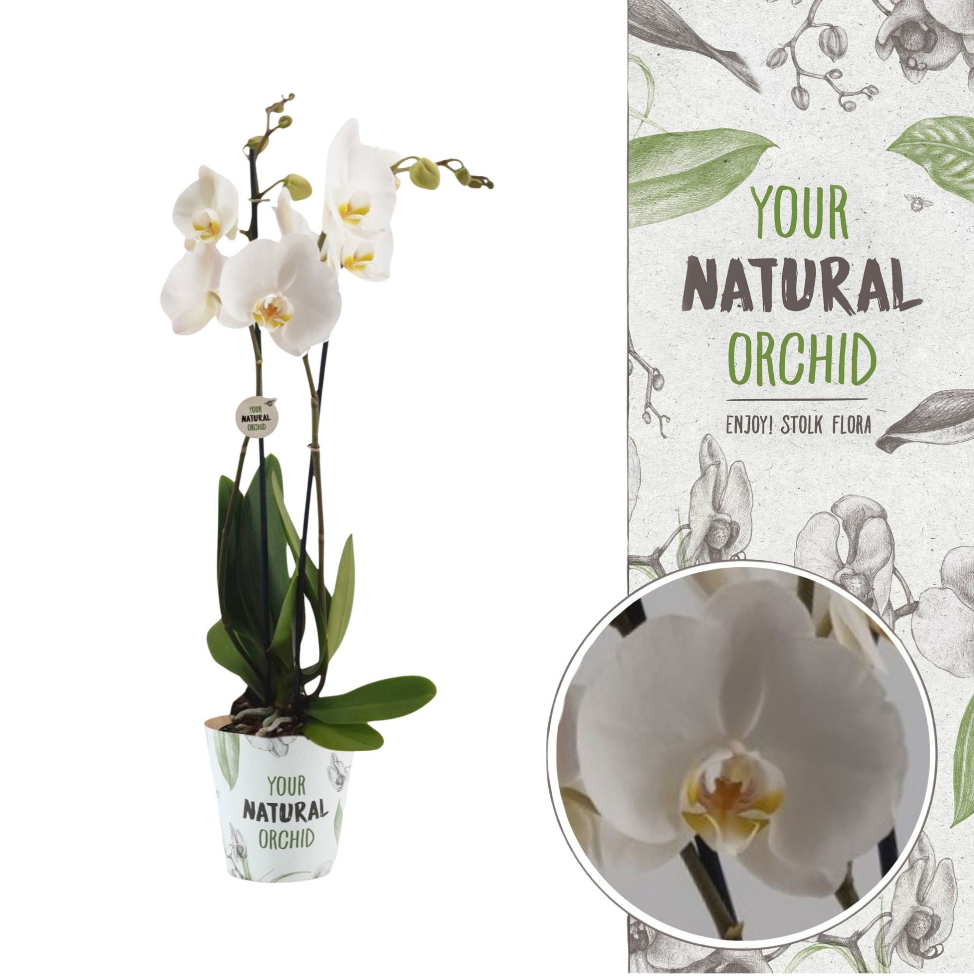 Your Natural Orchid | Nottingham | Phalaenopsis 2 spike, D 12