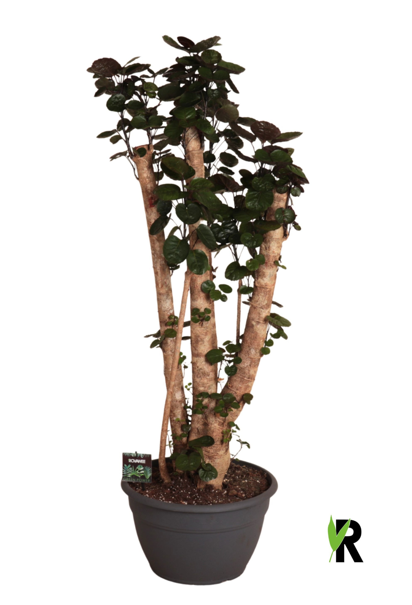 Polyscias Fabian bonsai, D 35