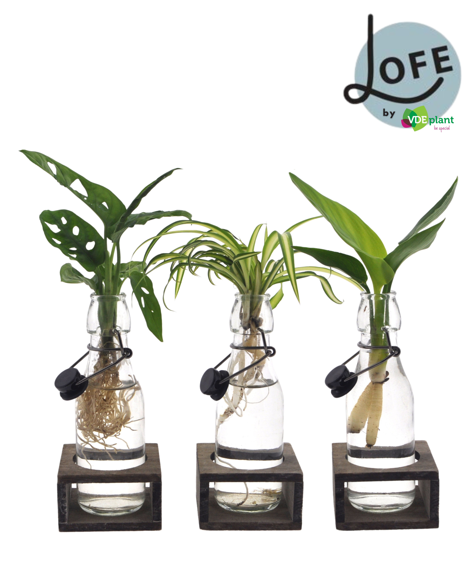 LOFE |Intenz mix in Ann glas + single houtje - levertijd: 24 uur, D 7 cm