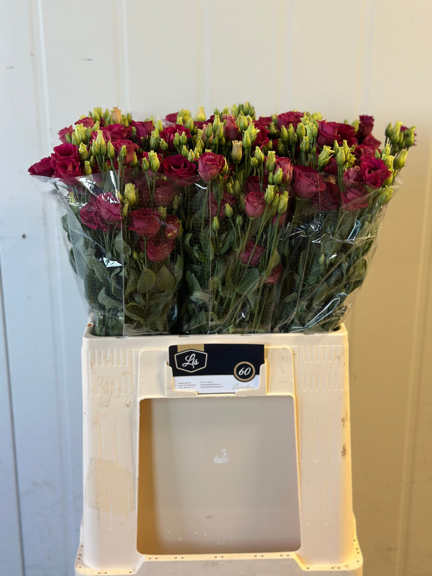 Эустома Ароса Рэд 65 (красн.), шт.