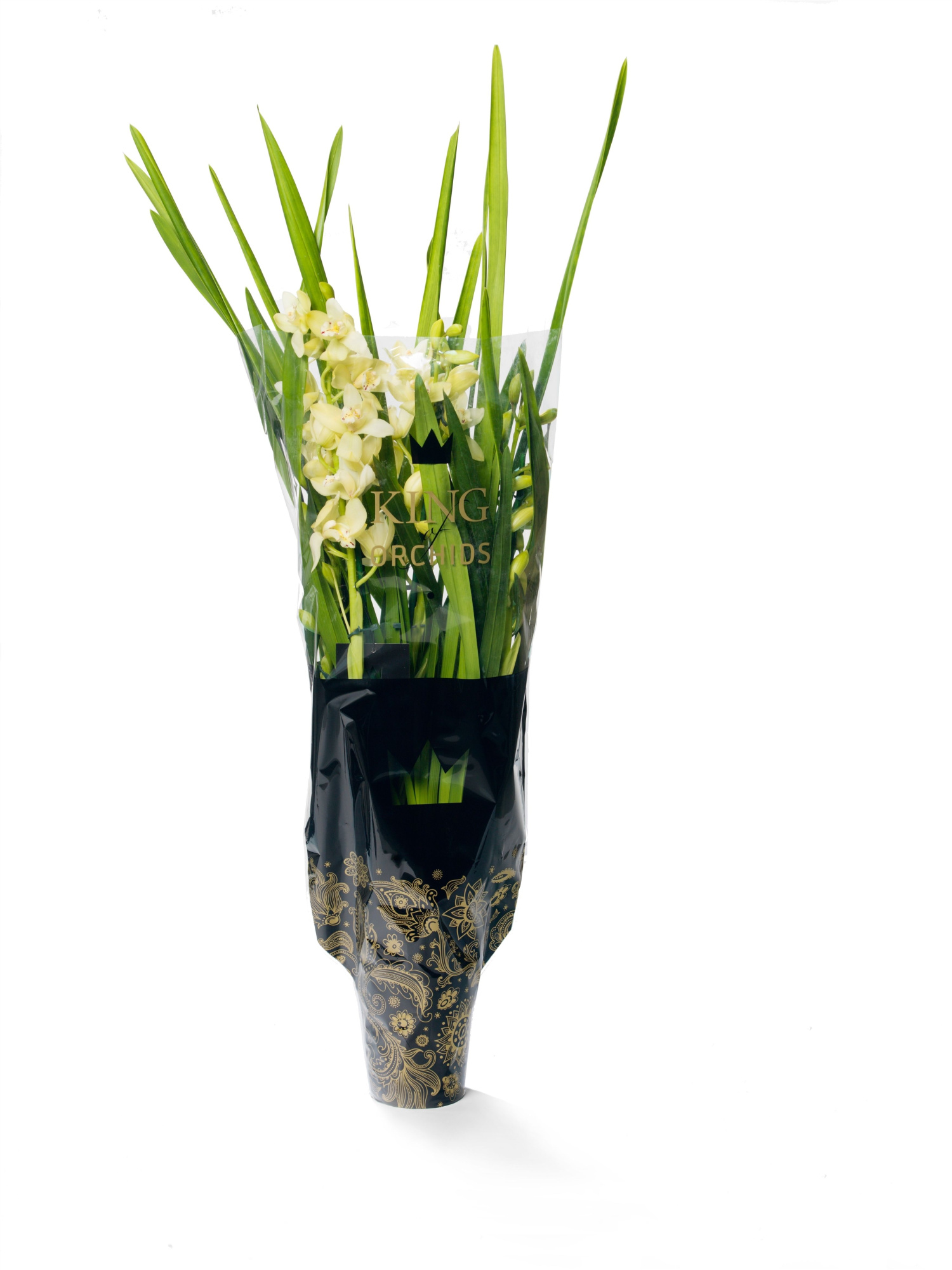 KINGofORCHIDS 3/4 tak paddy, D 14 cm