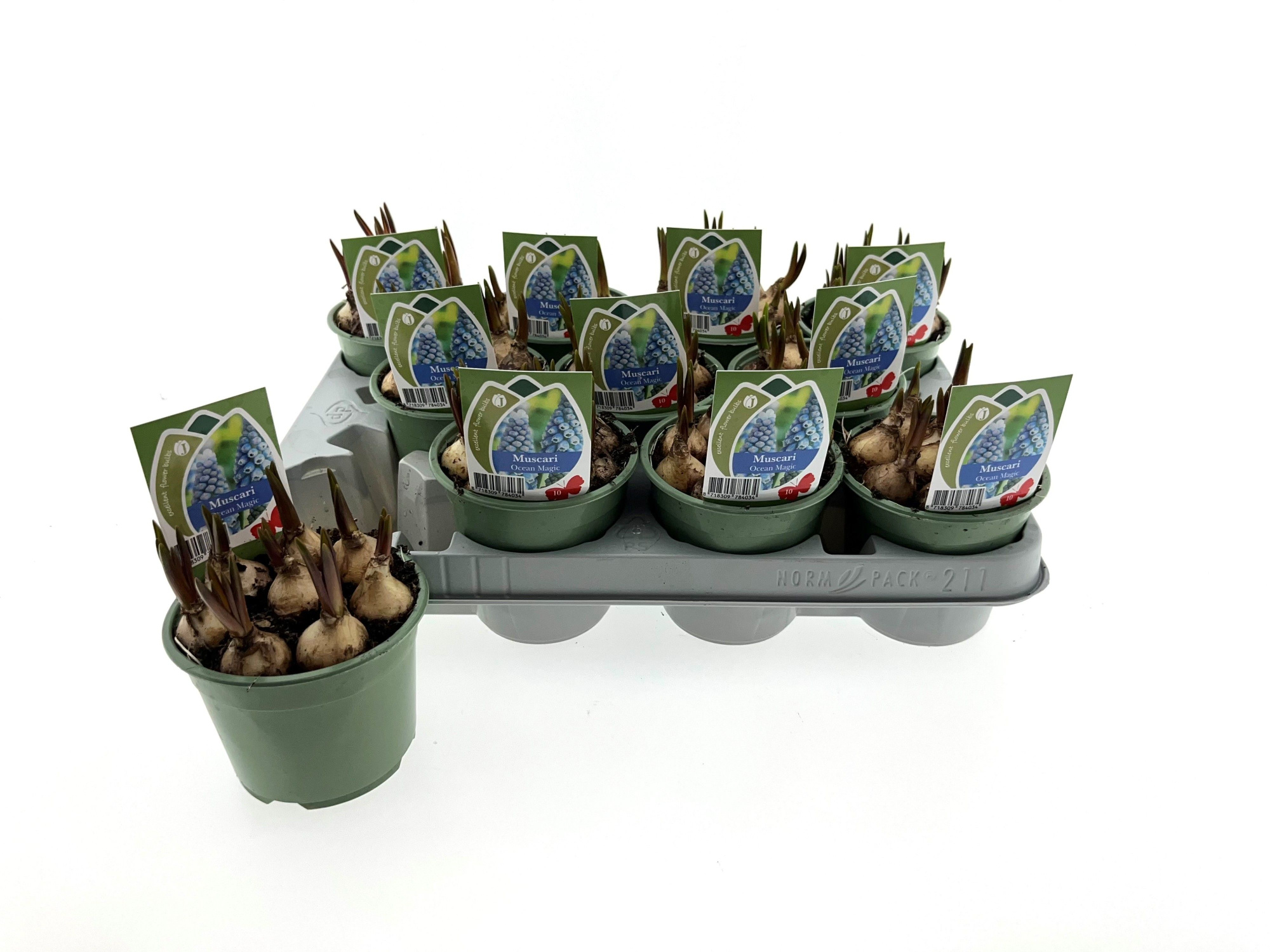 Muscari Ocean Magic 10cm, D 10