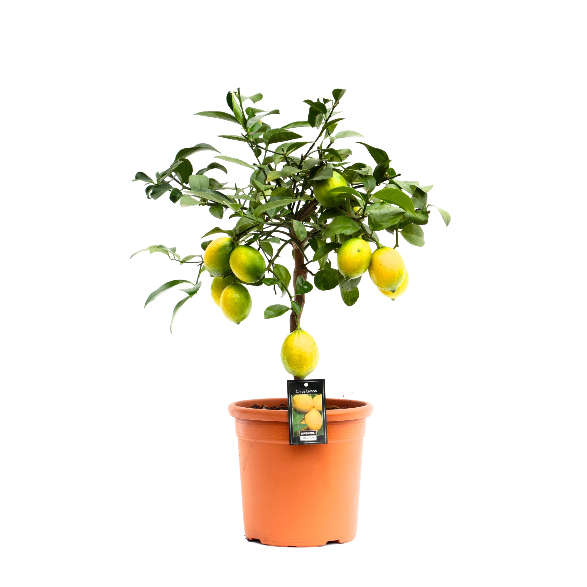 Citrus Meyer, D 22 cm