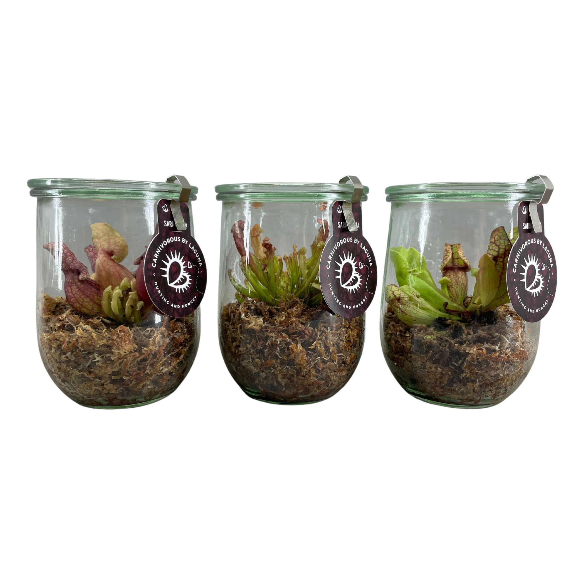 Vleesetende planten in weckpot 14 cm tulpvorm, D 14