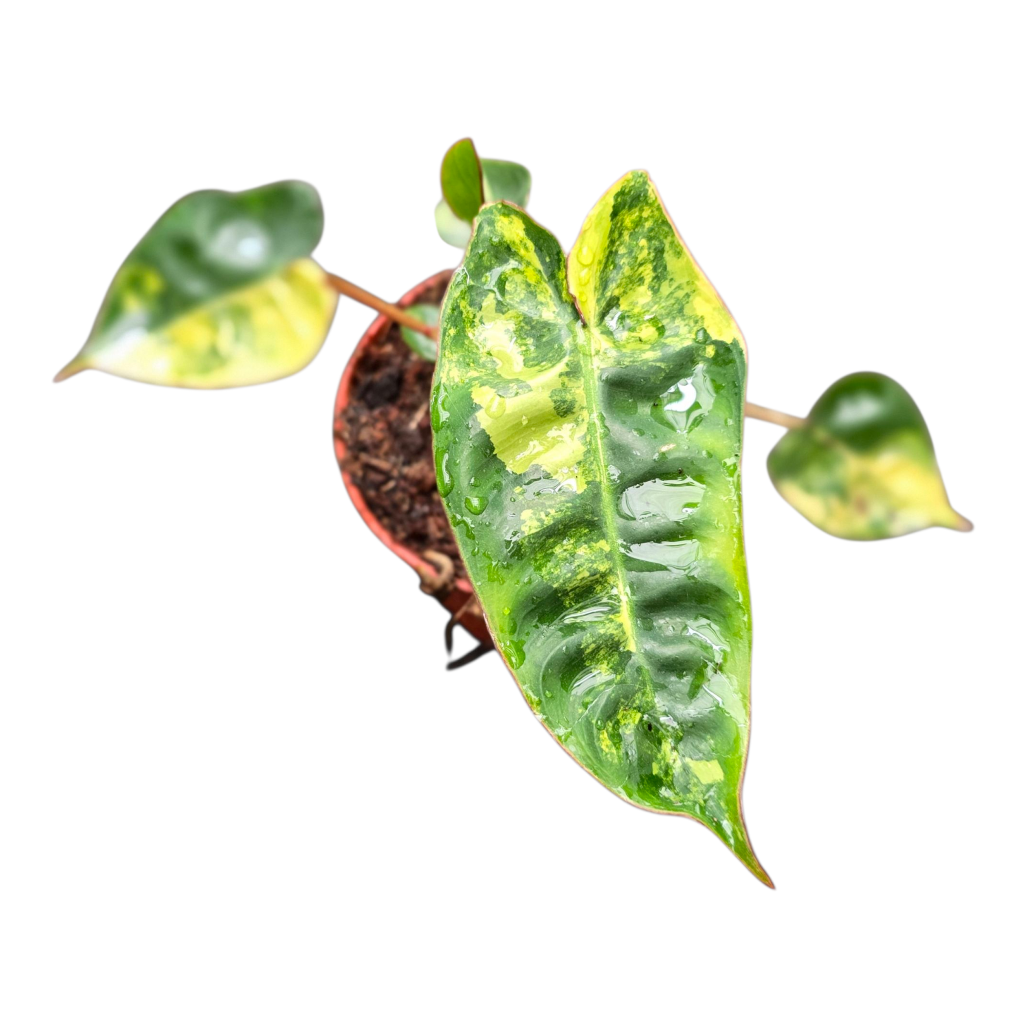 Philodendron Billitiae Variegata, D 9 cm
