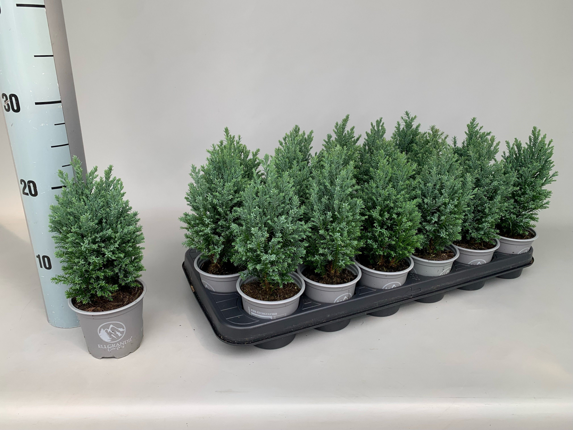 Chamaecyparis Lawsoniana Ellgrandii P9, D 9 cm