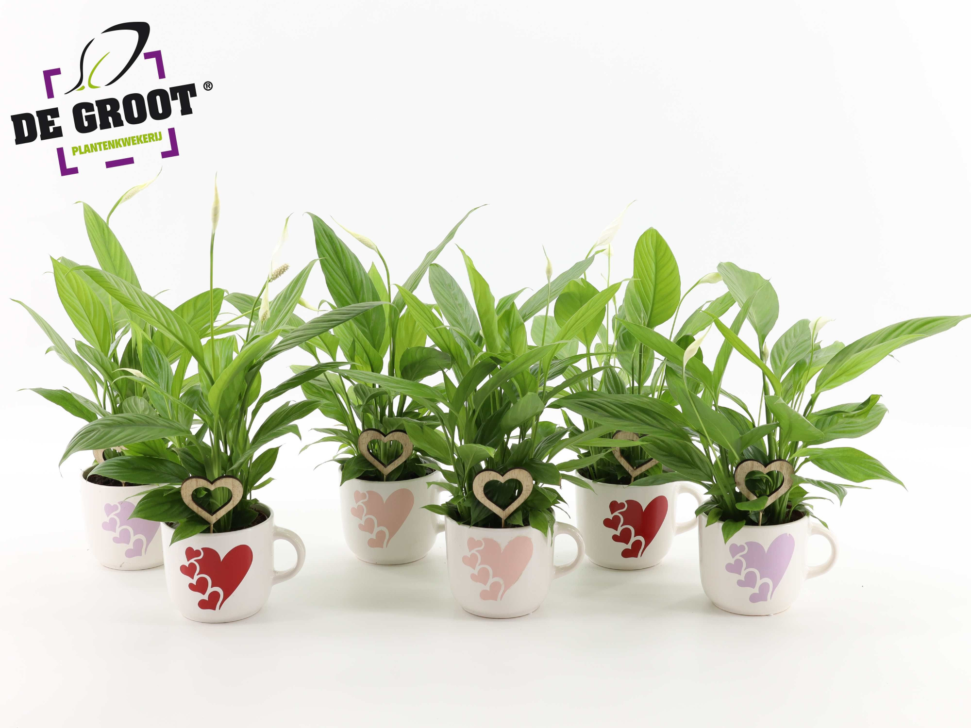 Spathiphyllum in hartjesmok met bijsteker, D 12