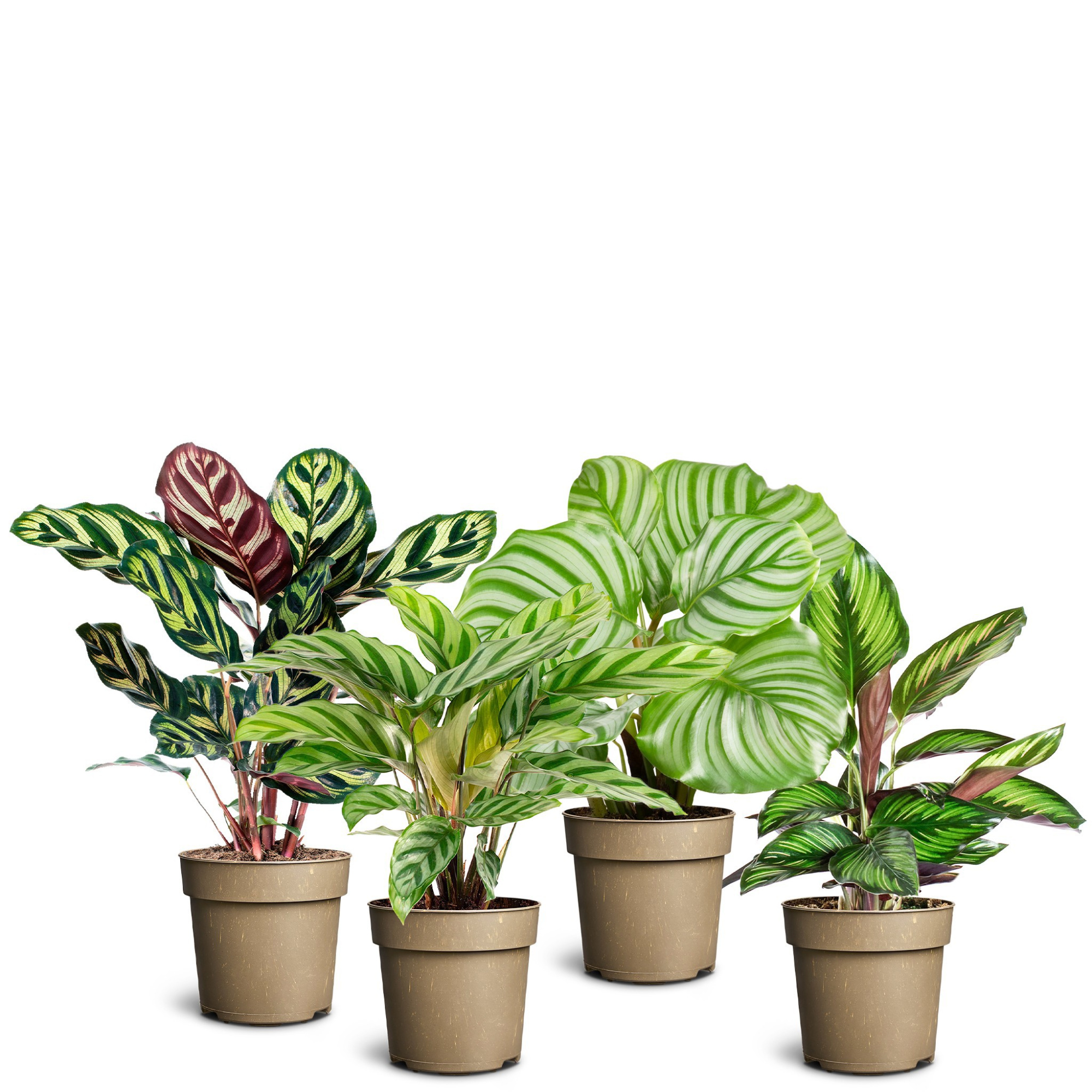 Calathea Collection, D 11