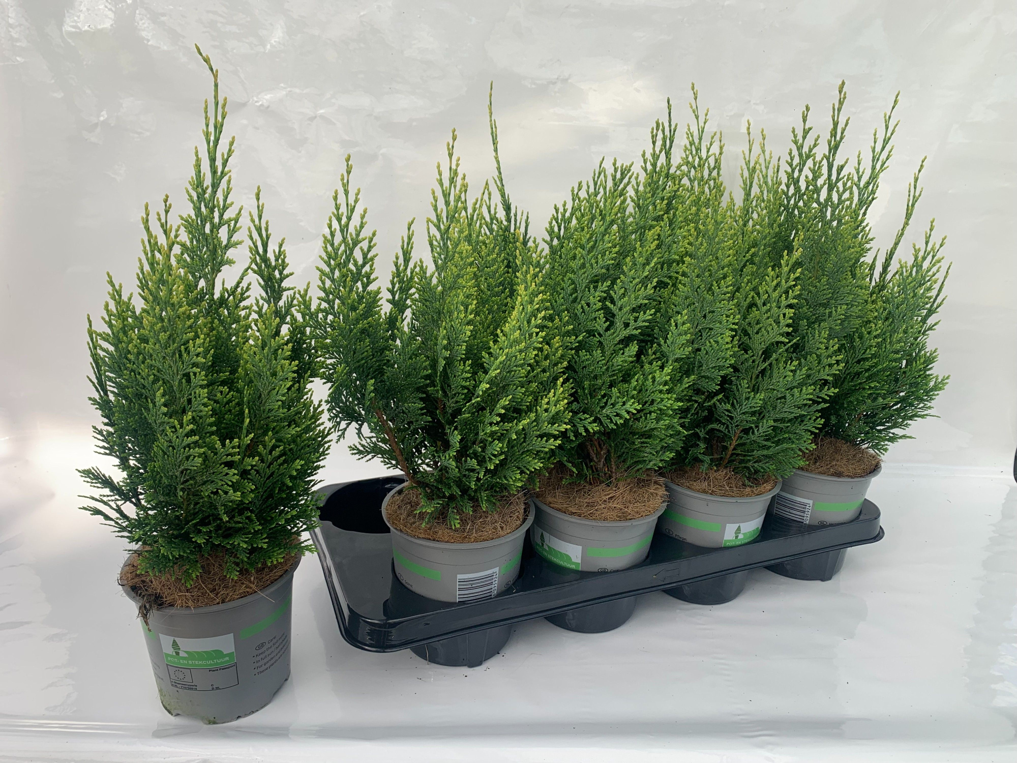 Cham.laws. White Spot, D 13 cm