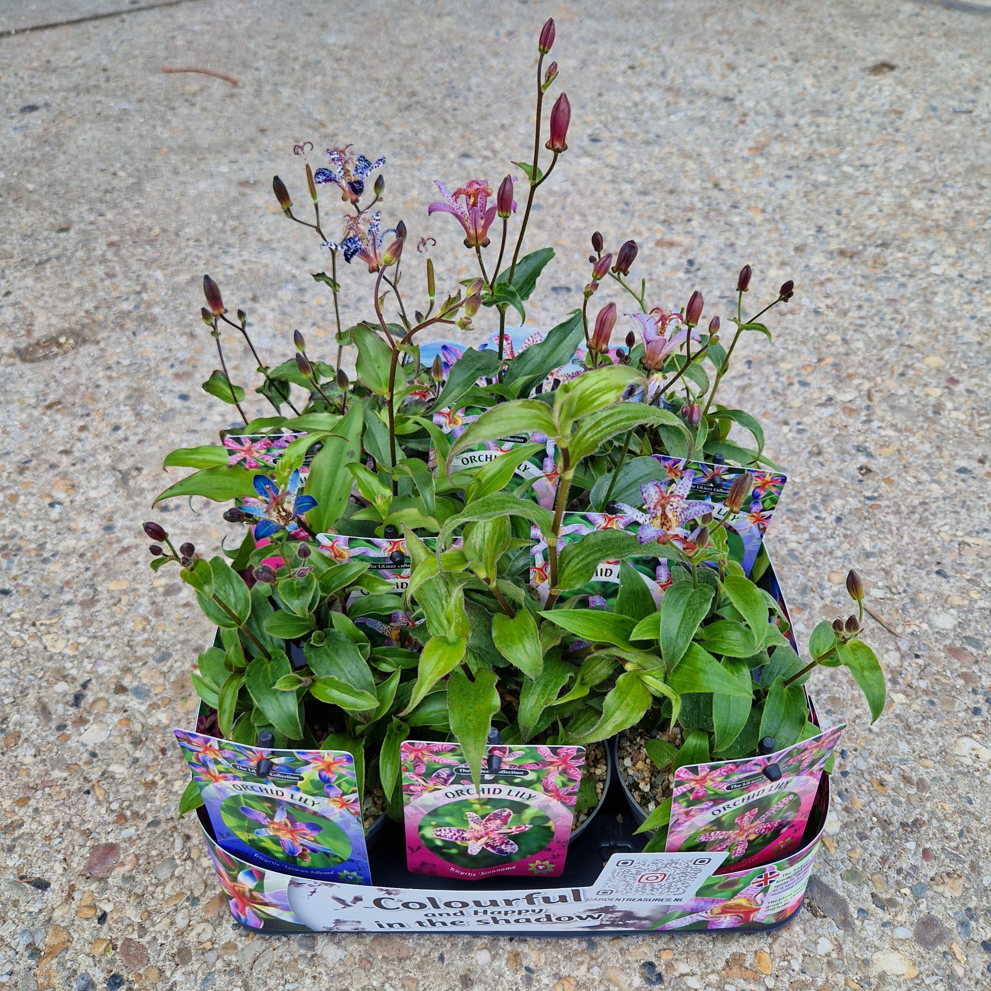 Tricyrtis Mix per Tray P9, D 9 cm