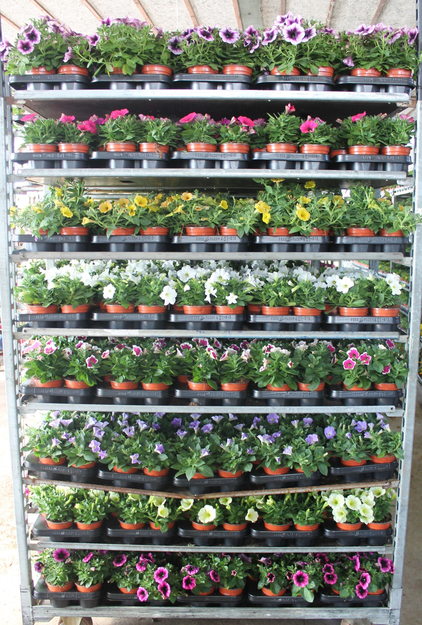 Petunia Mixkar, D 10,5