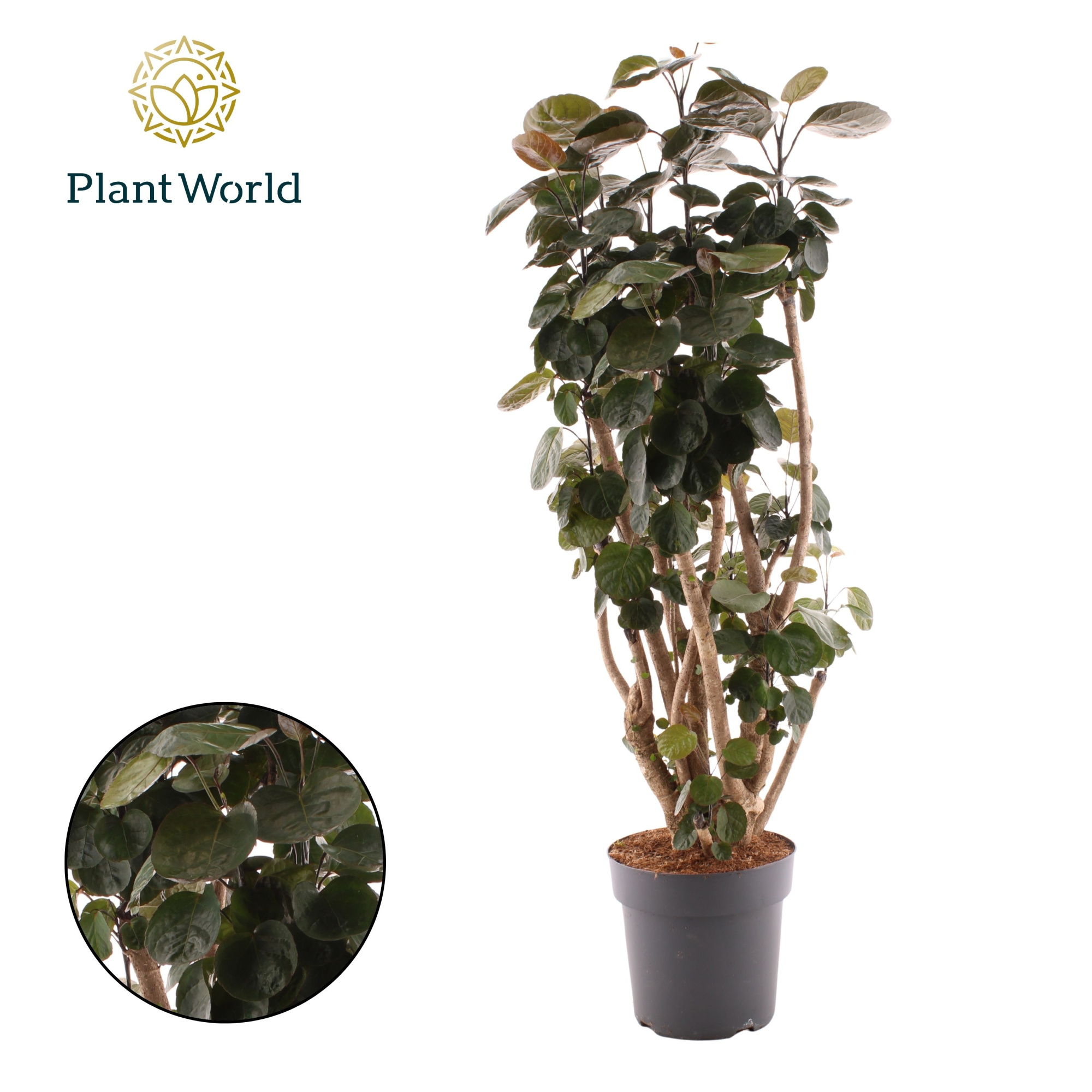 Polyscias Fabian vertakt, D 27