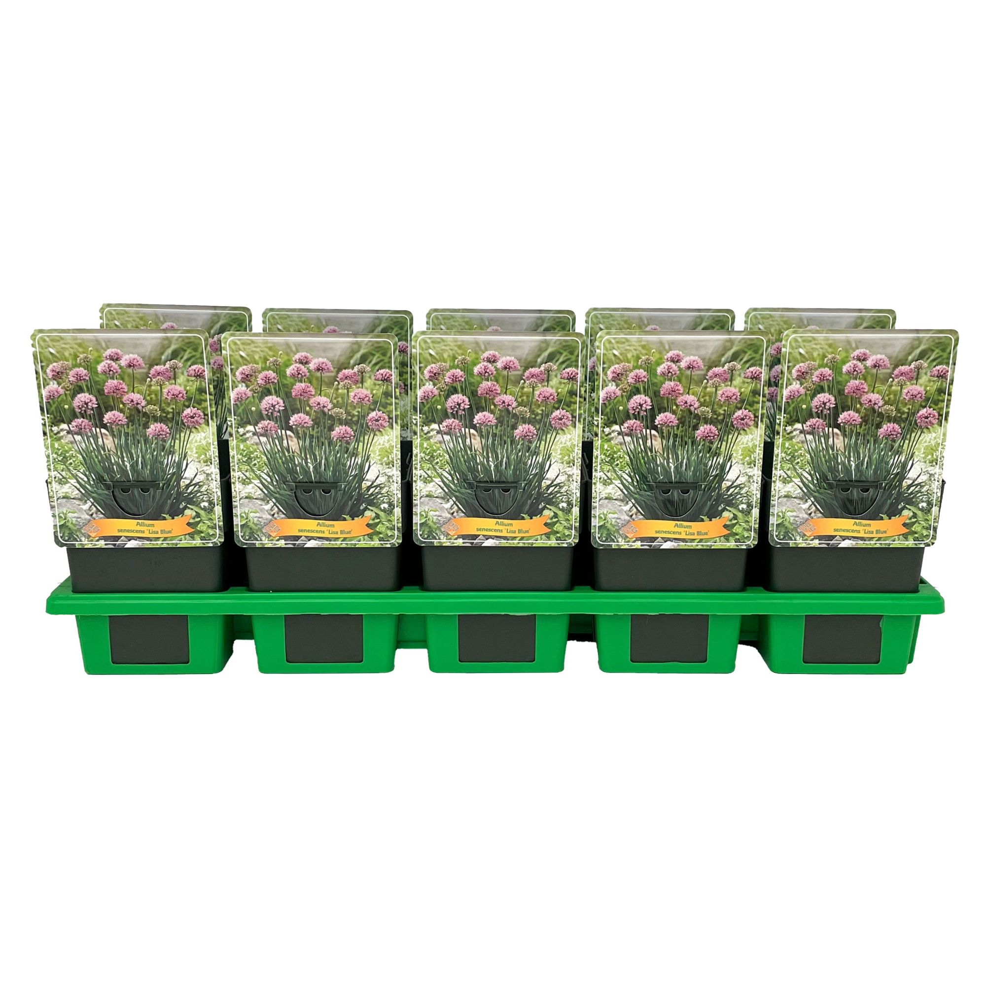 Allium senescens 'Lisa Blue' P11, D 11