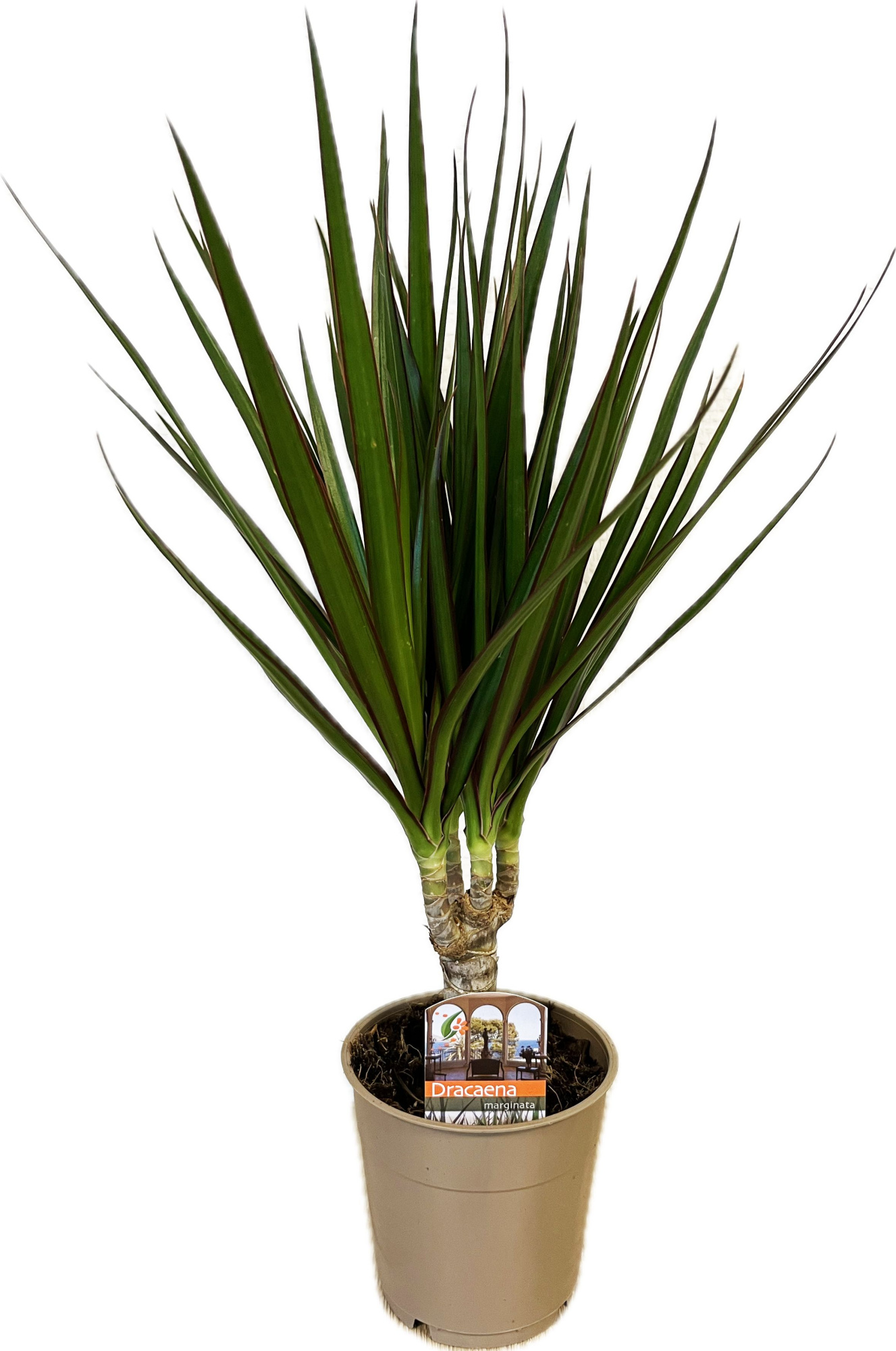 Dracaena marginata Green, D 12 cm