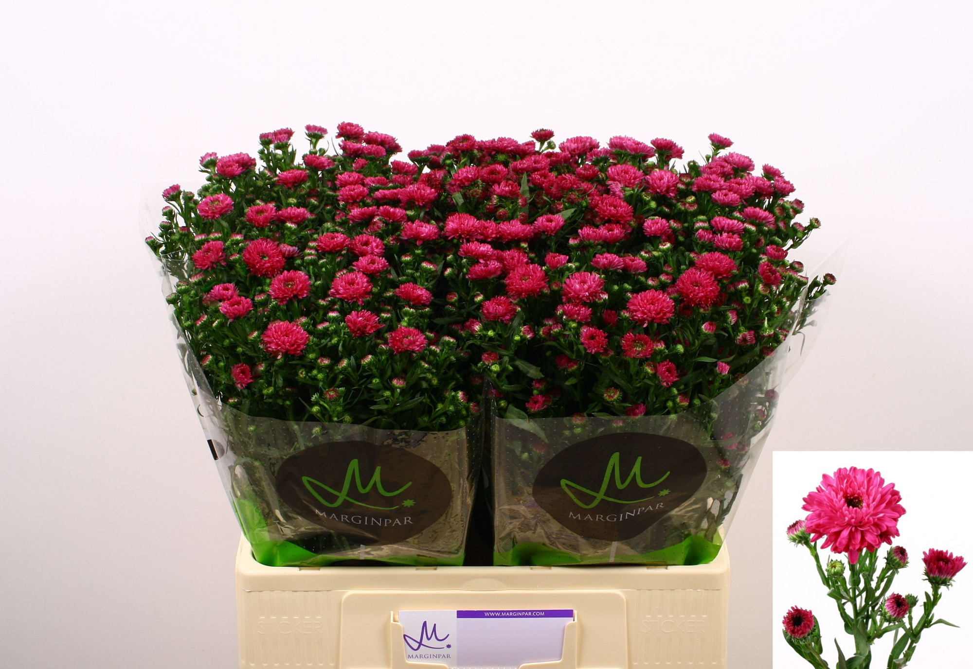 Астер Флэш 60, шт.