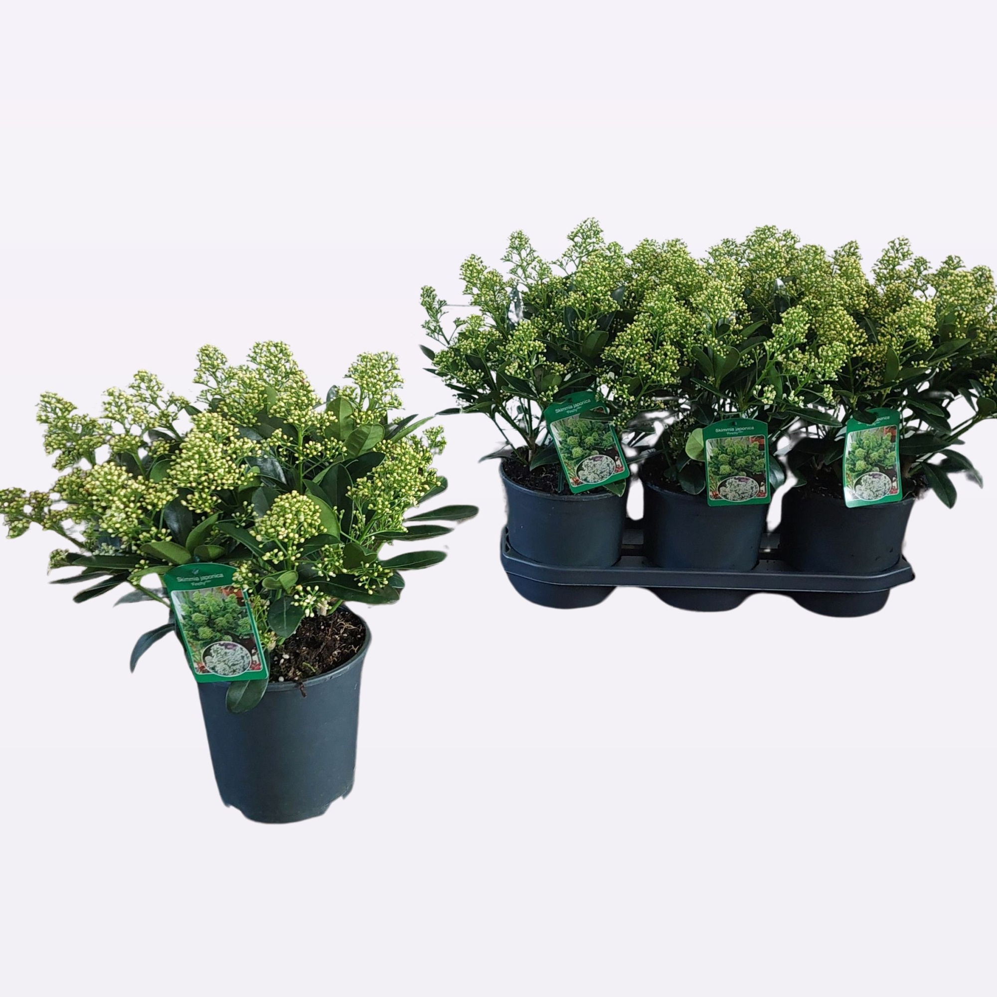 Skimmia joponica 'Finchy®' 25+, D 19 cm