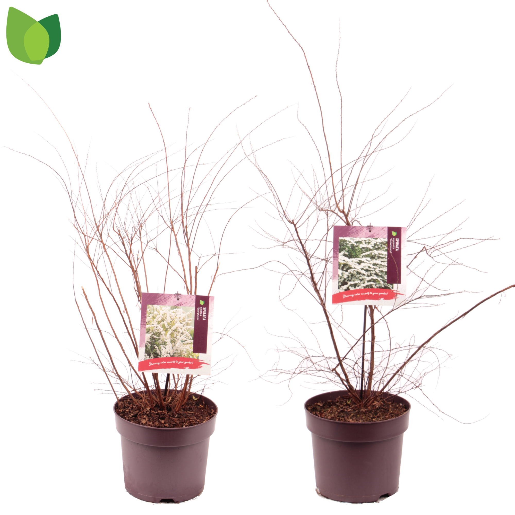 Spiraea C7,5/P26 MIX, D 26