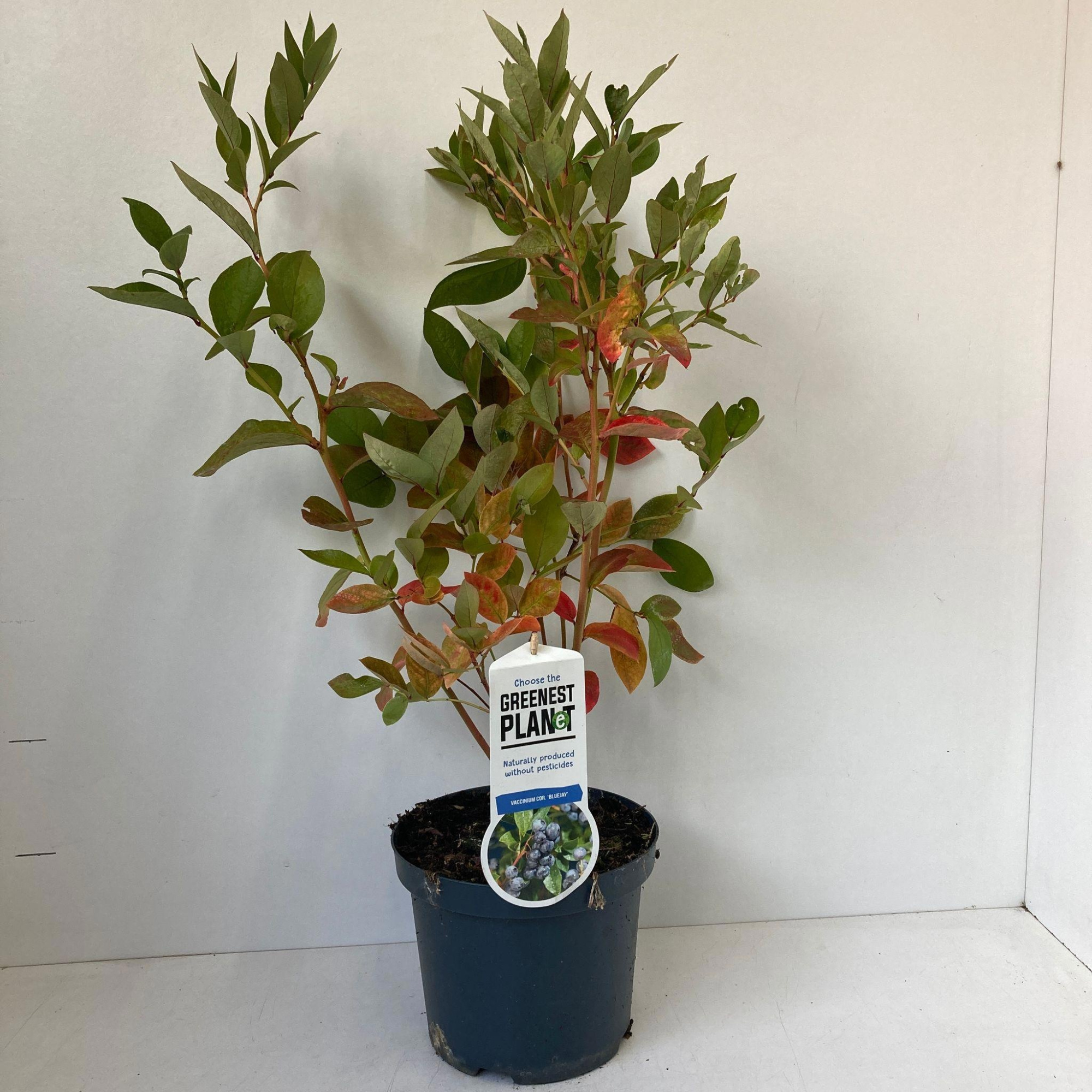 Vaccinium corymbosum 'Bluejay', D 19 cm