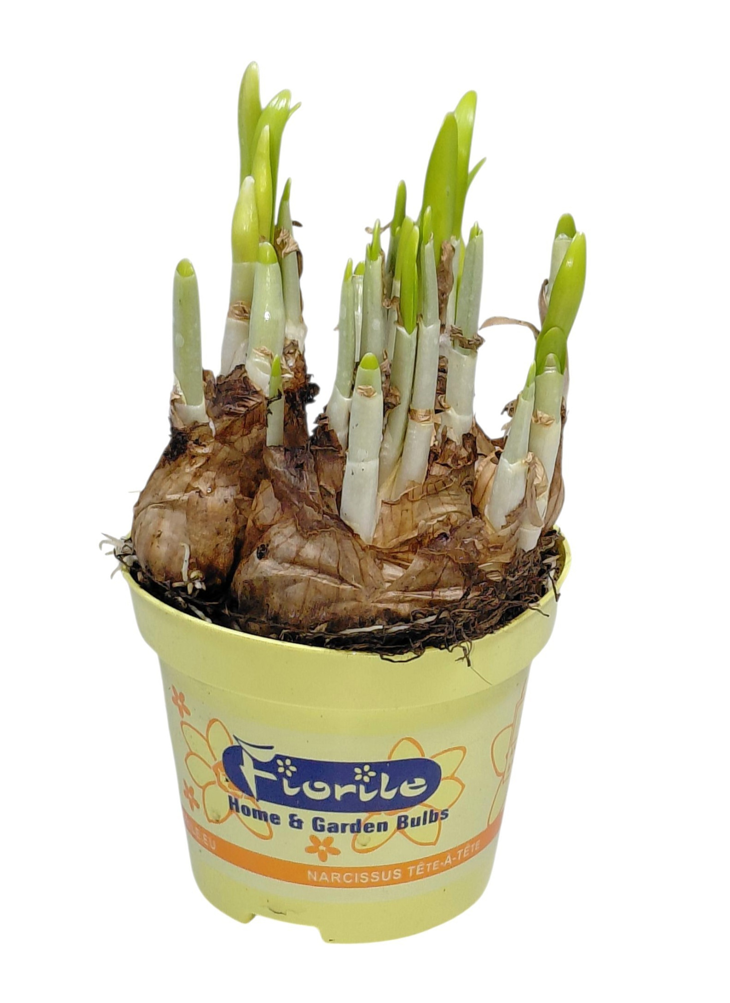 Narcis Tete a tete, D 9