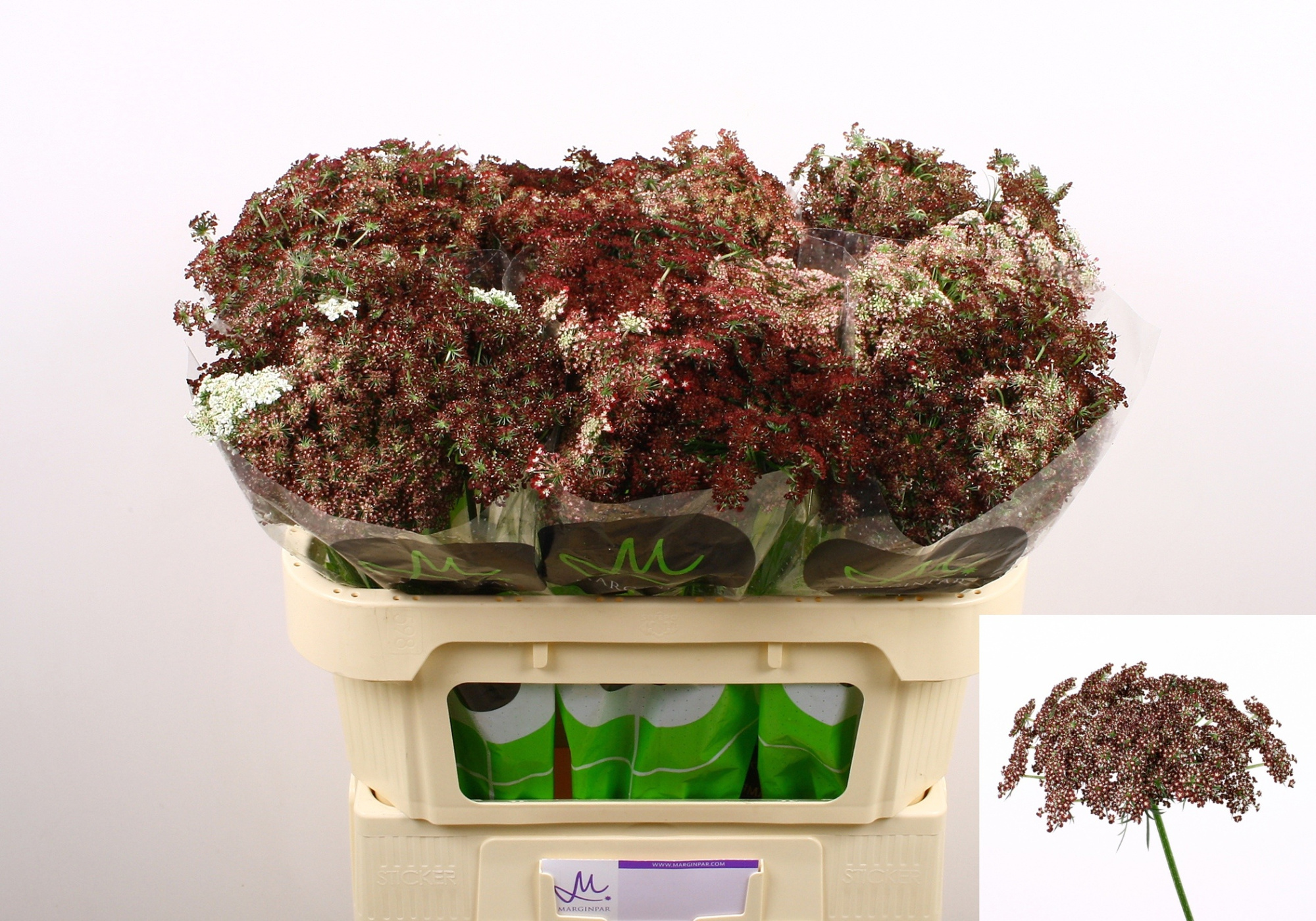 Амми Даукус Карота Дара 70, шт.