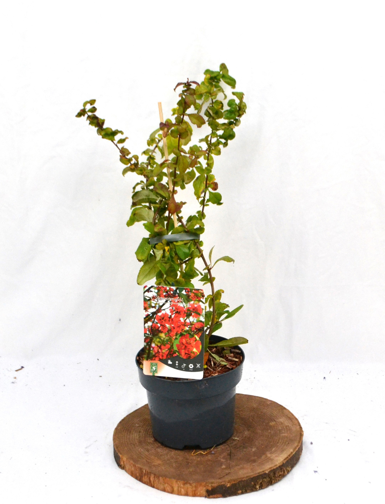 Cheanomeles spec. Crimson and Gold C2 30/40, D 17 cm