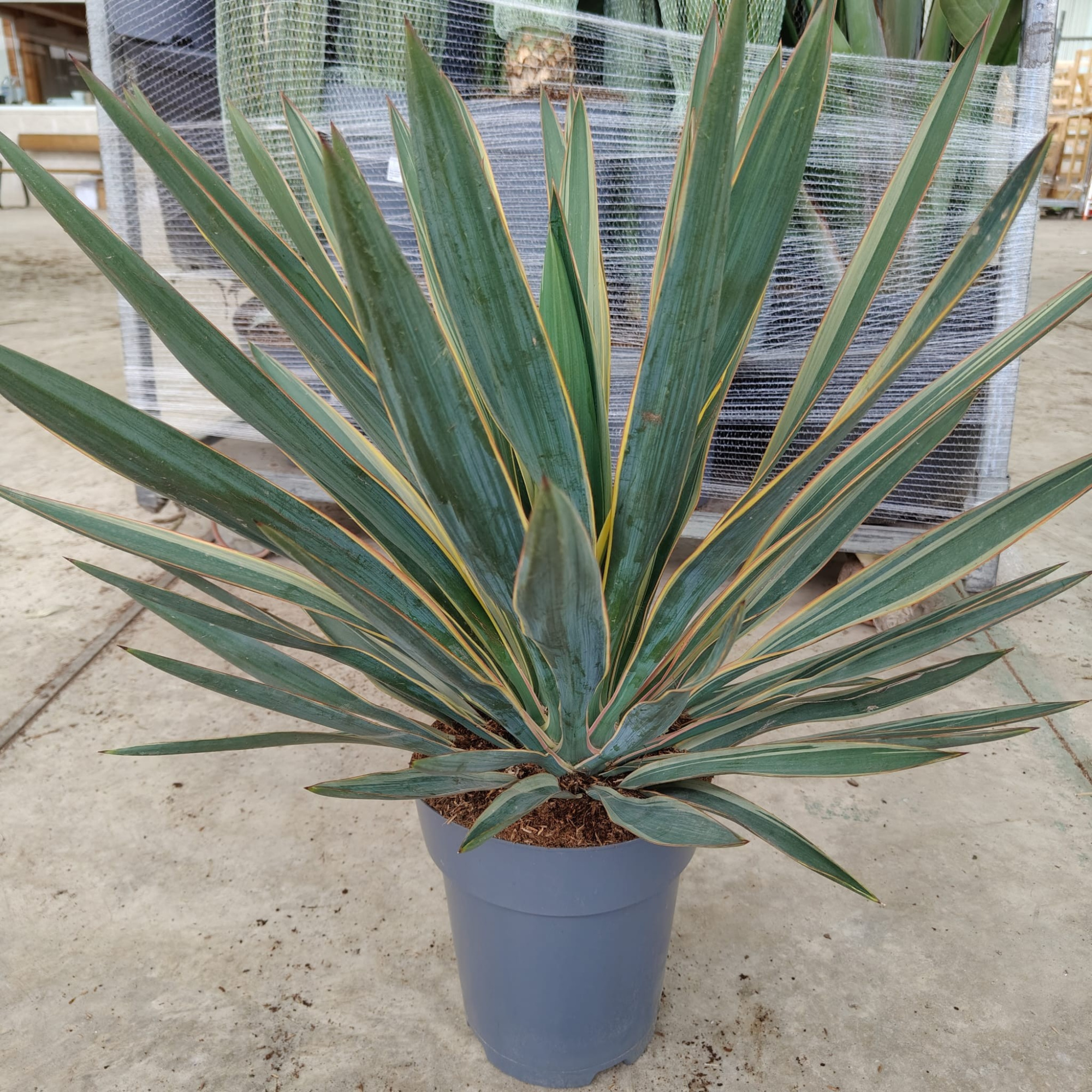 Yucca Gloriosa Variegata, D 22 cm
