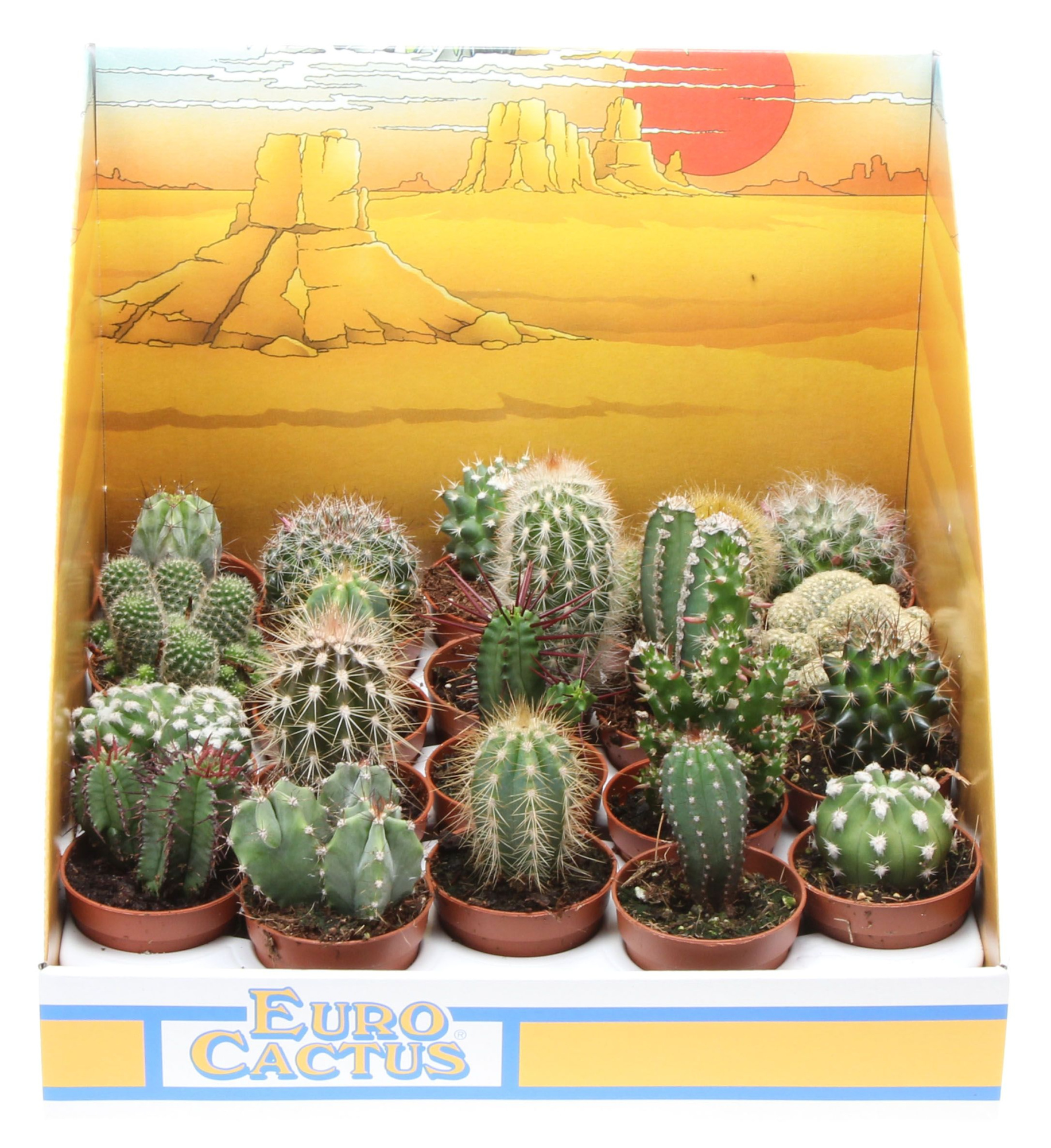 Cactus mix in showdoos, D 5,5 cm