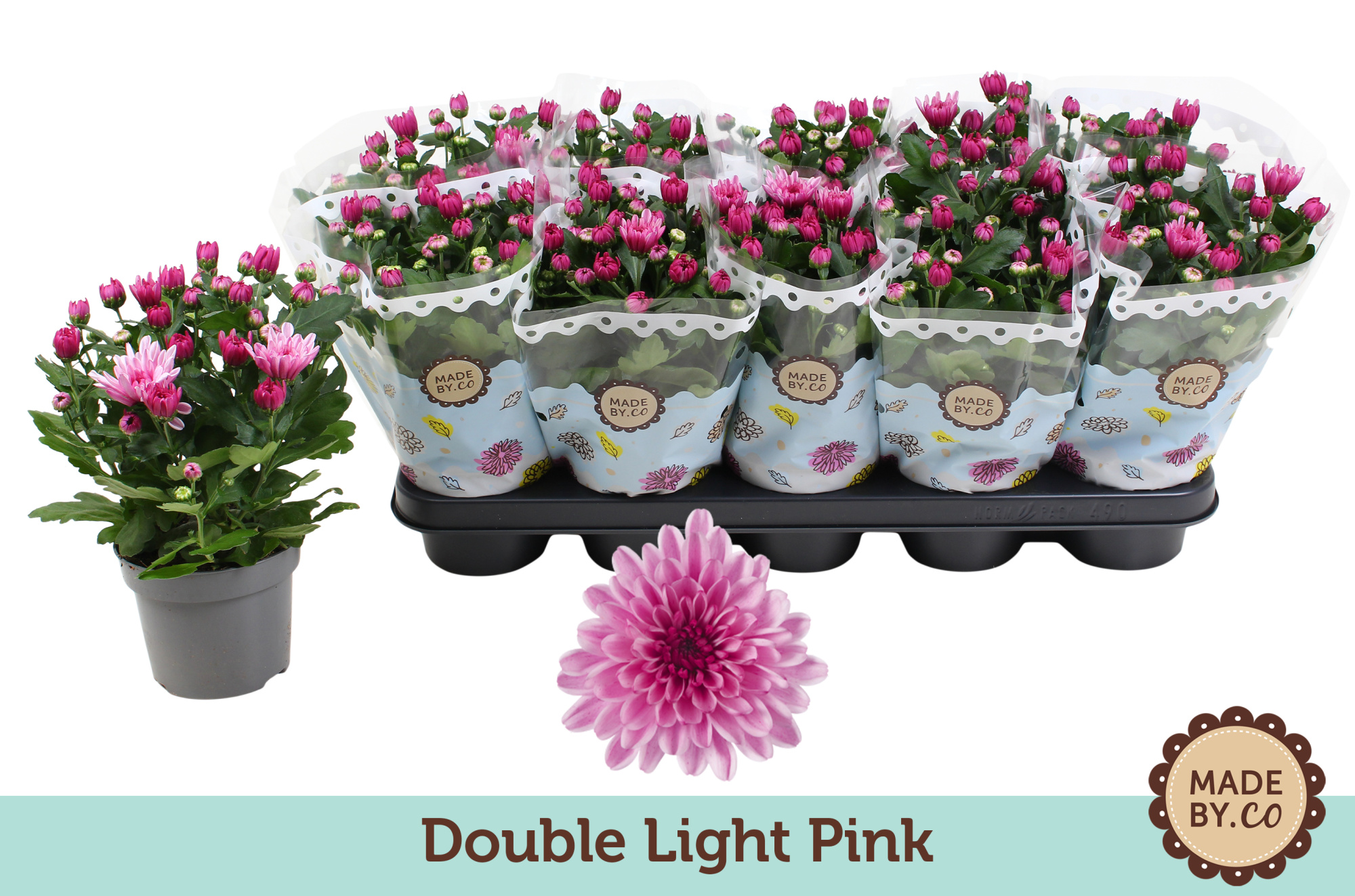 Chrysant Double Light Pink, D 12