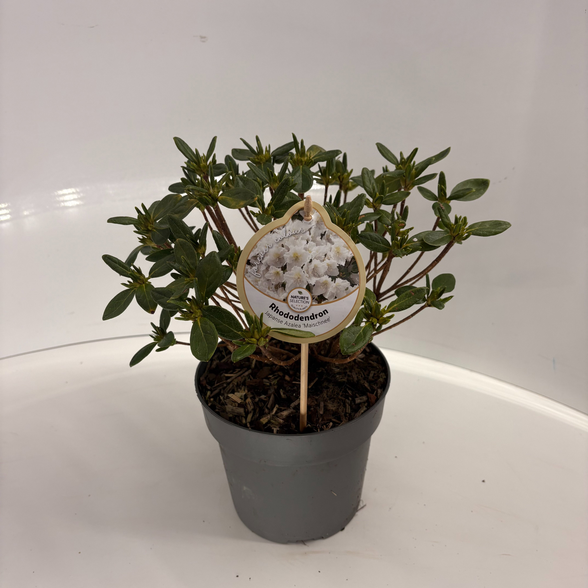 Rhododendron Maischnee, D 17