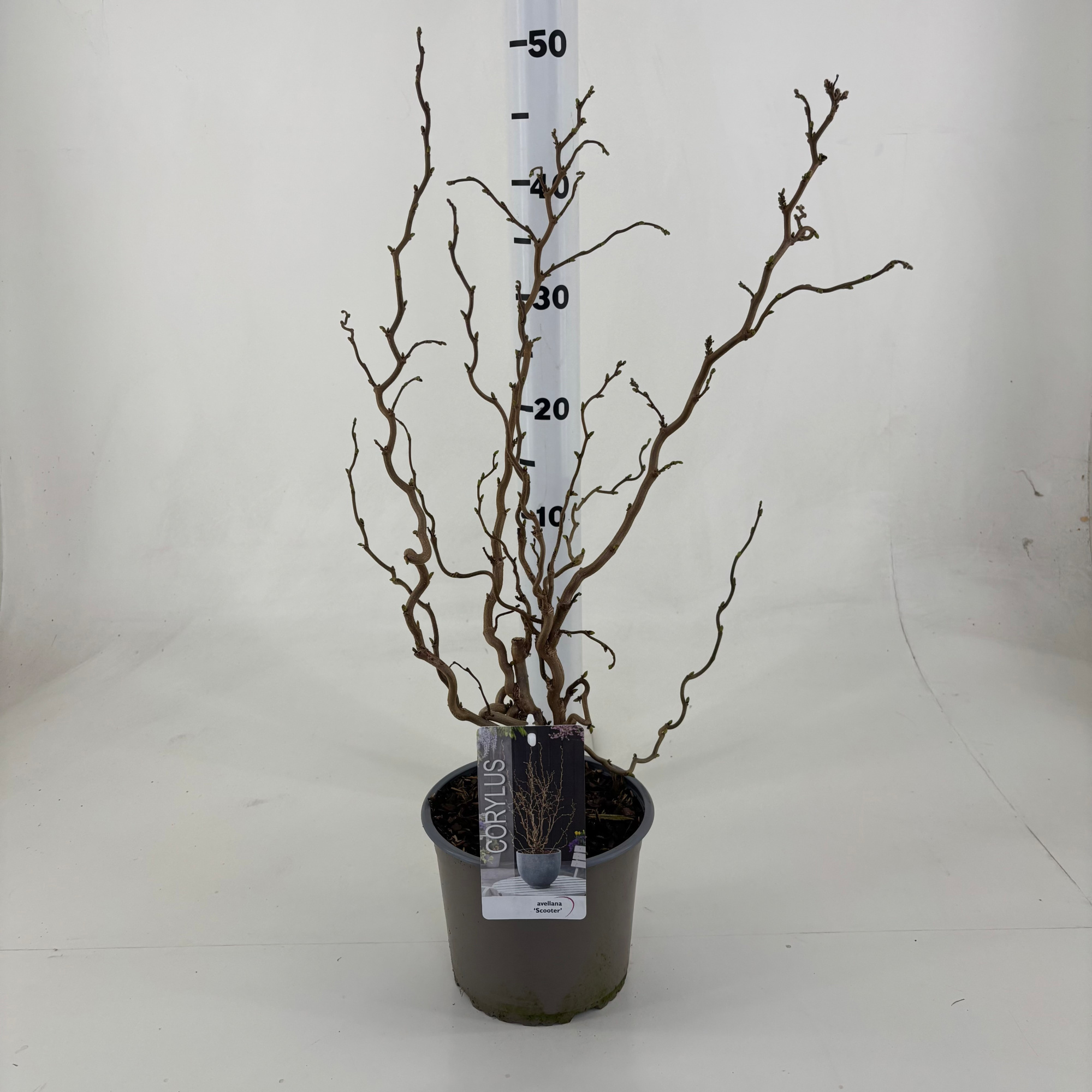 Corylus avellana 'Scooter', D 19