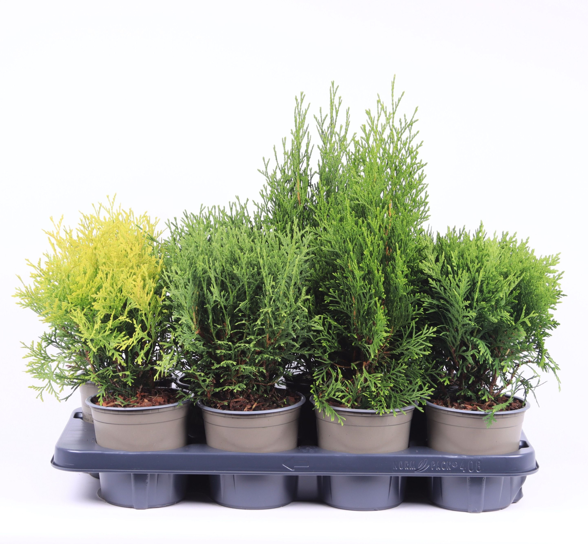 Thuja gemengde bak, D 13 cm